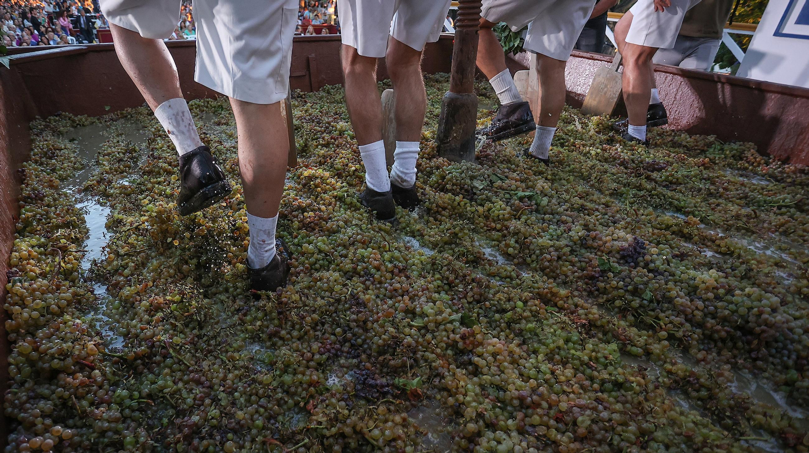 Imágenes de la tradicional pisa de la uva en Jerez