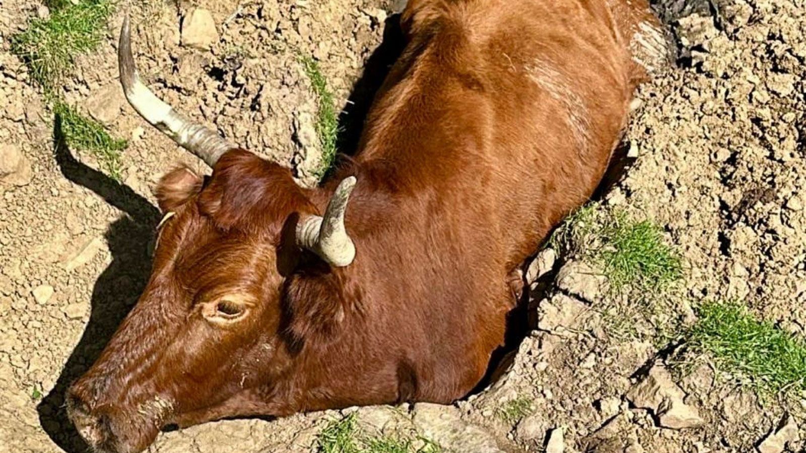 La vaca atrapada en el barro en Villaluenga.