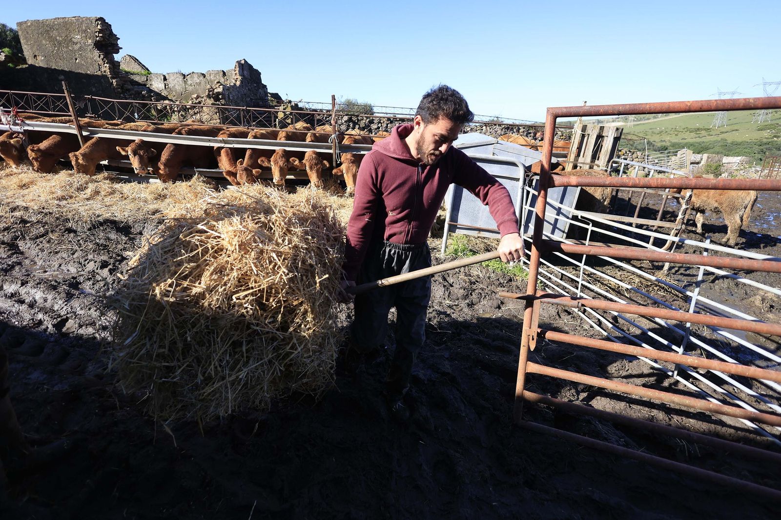 Las fotografías de la ganadería de Luis Benítez en Tarifa
