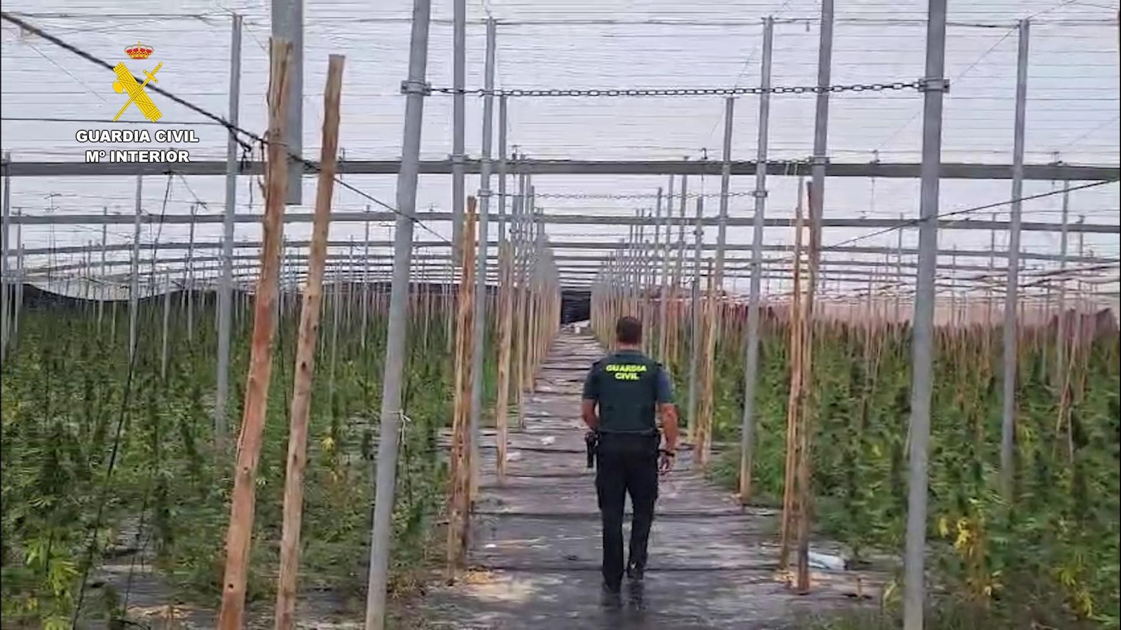 Invernadero para el cultivo de marihuana en Balanegra.