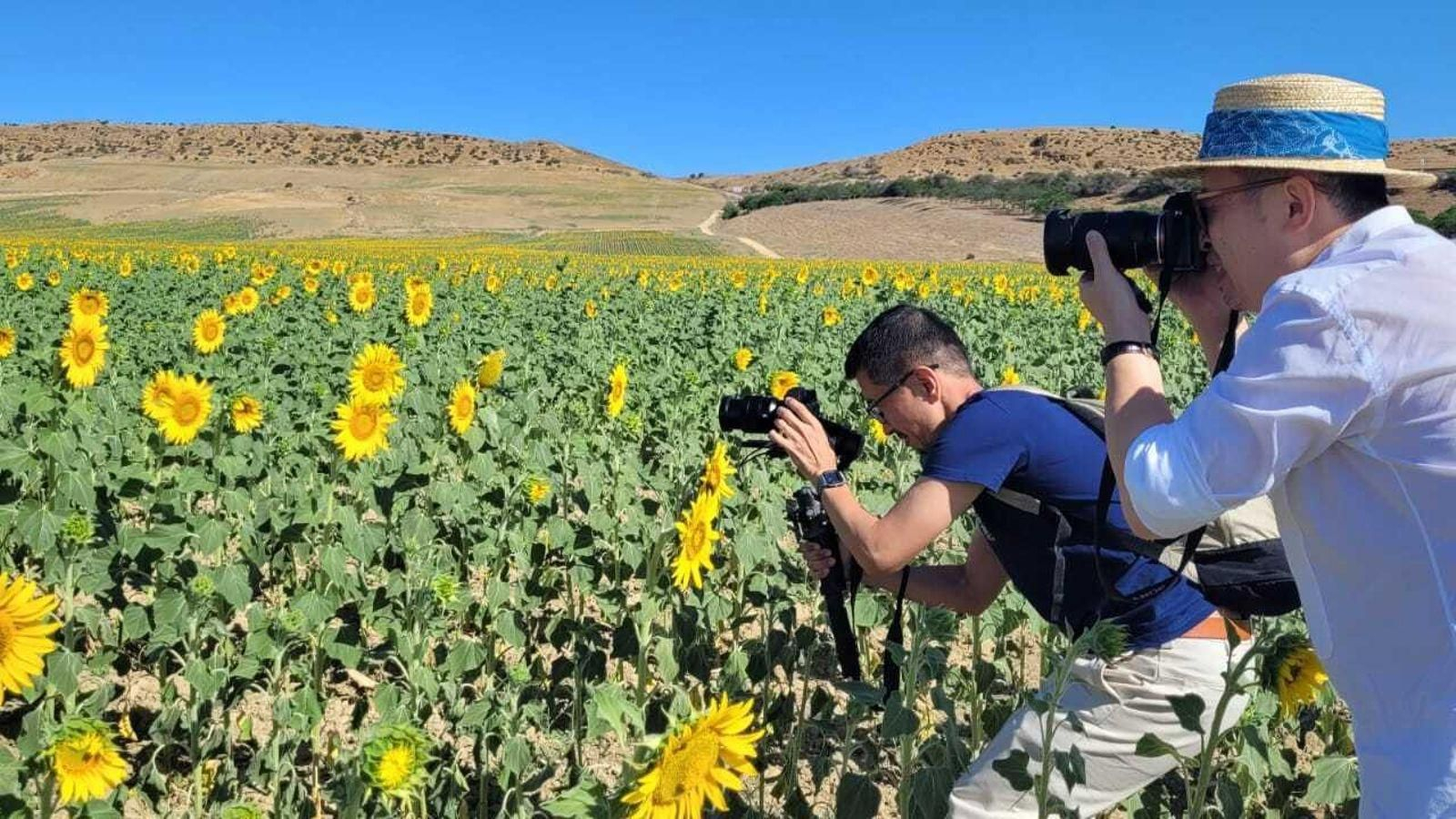 Turistas japoneses fotografiando girasoles en Carmona.