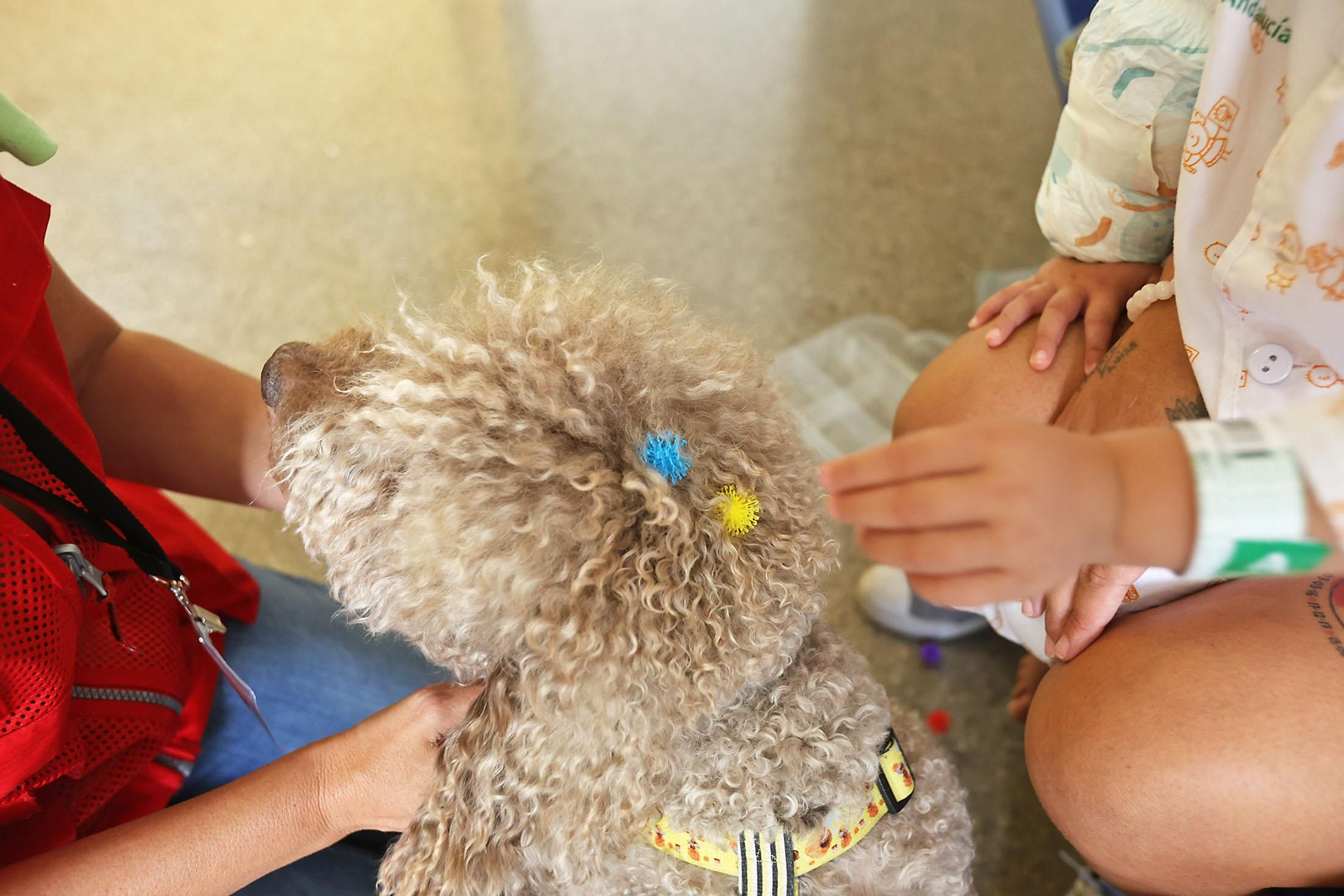 Las mejores imágenes de 'Tano', el perro que convive con los niños del hospital Juan Ramón Jiménez