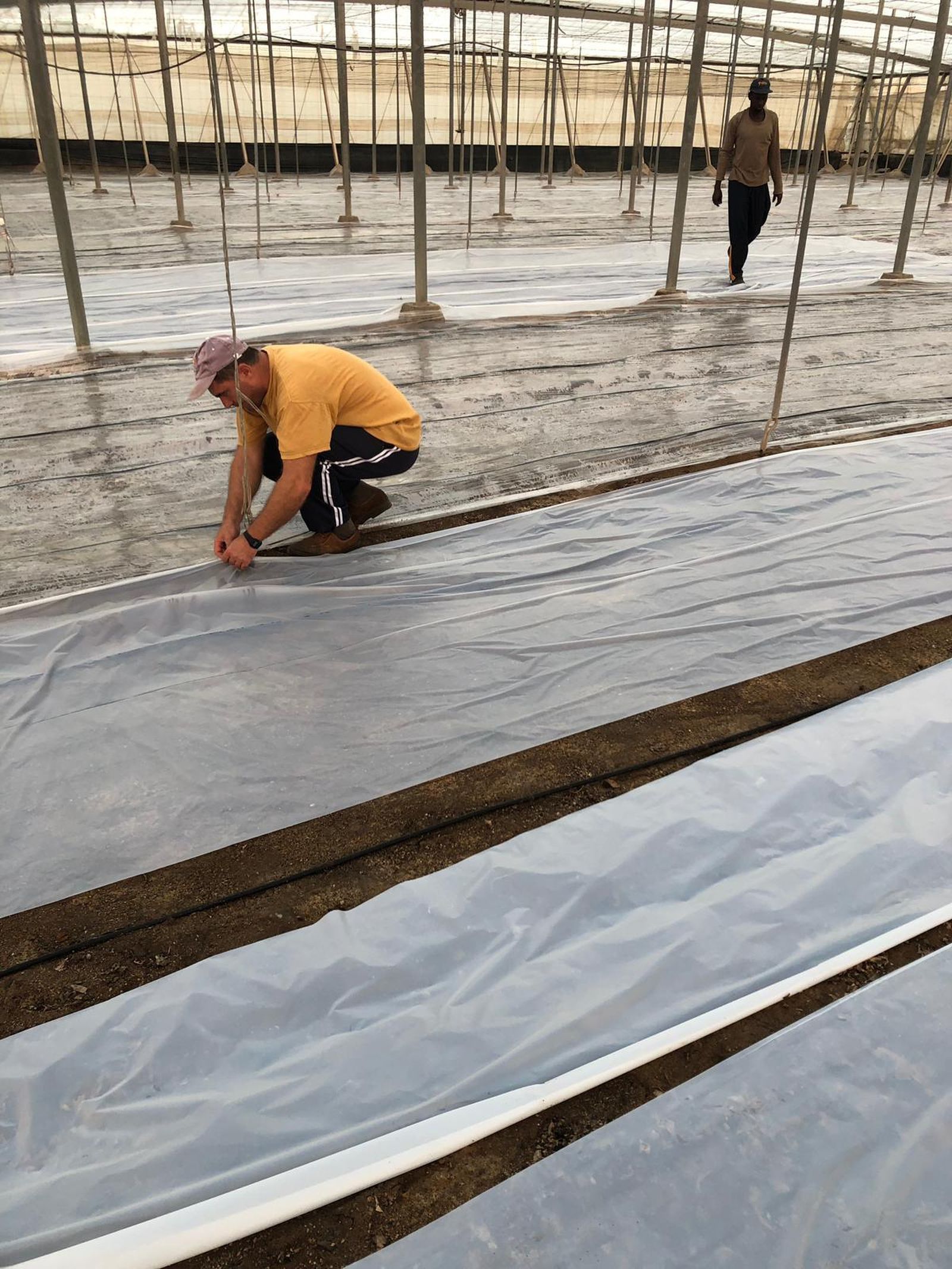 Proceso de solarización de suelos con plásticos.