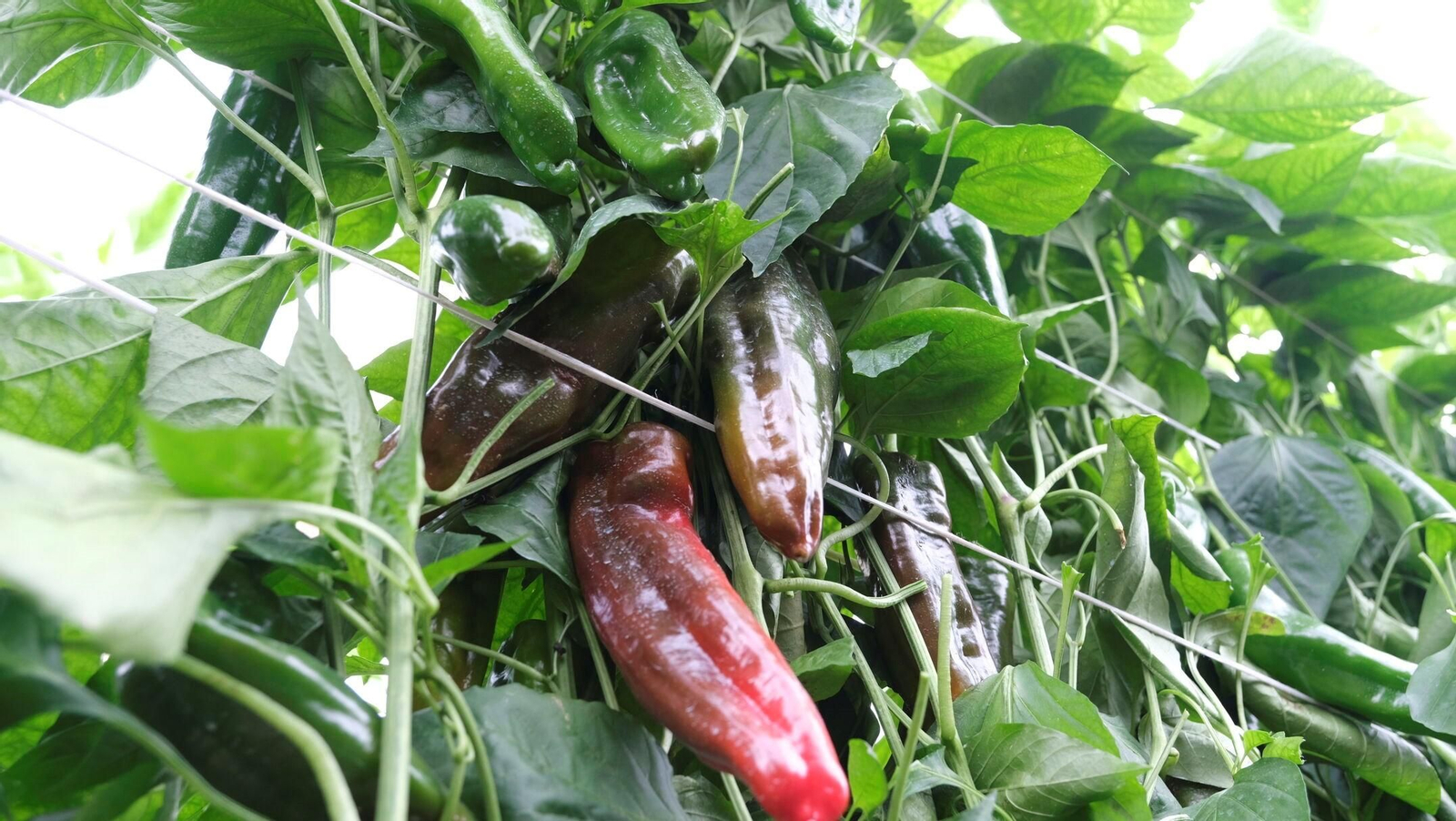 Vea la explotación de pimientos Paco Fernández en La Mojonera