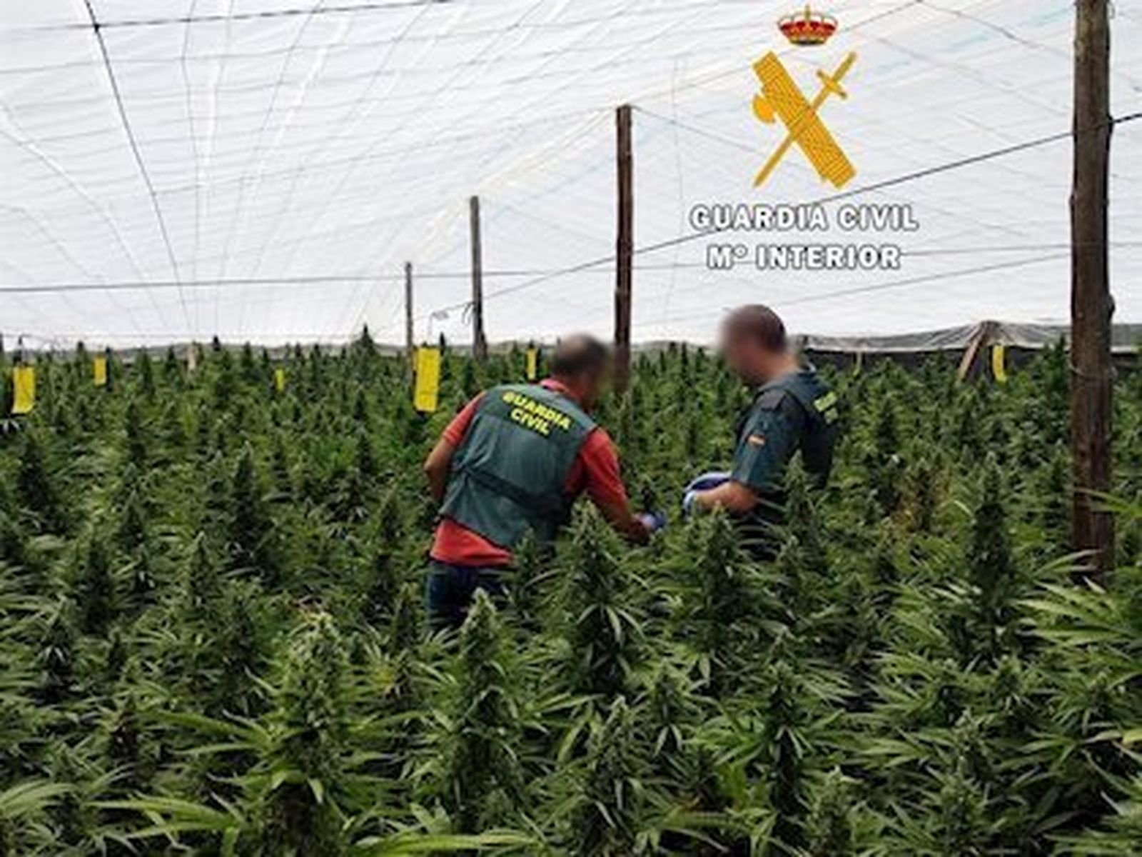 La finca se encontraba oculta, al resguardo de la abundante maleza.