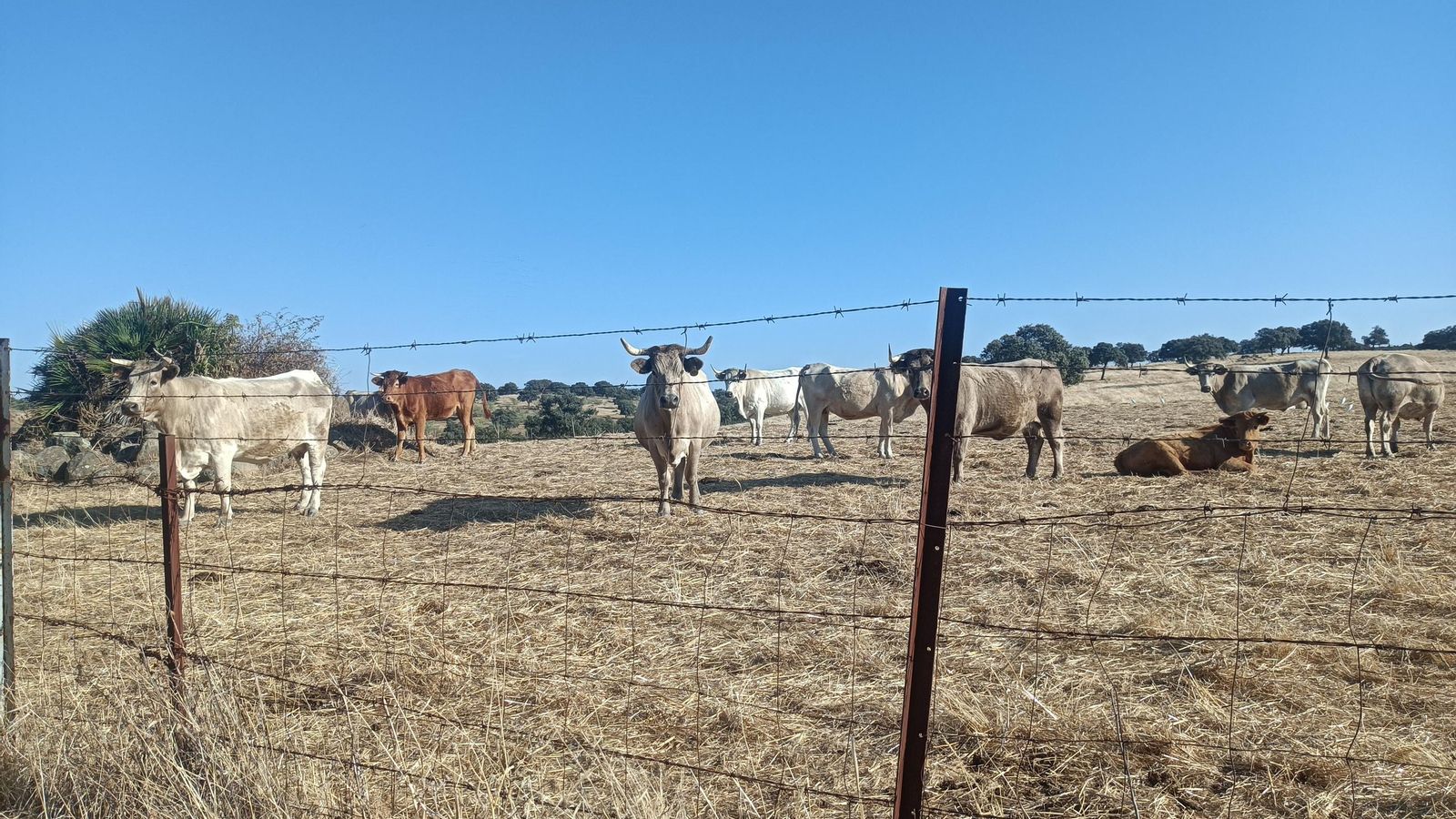 Veremos mucho ganado en los laterales del recorrido.