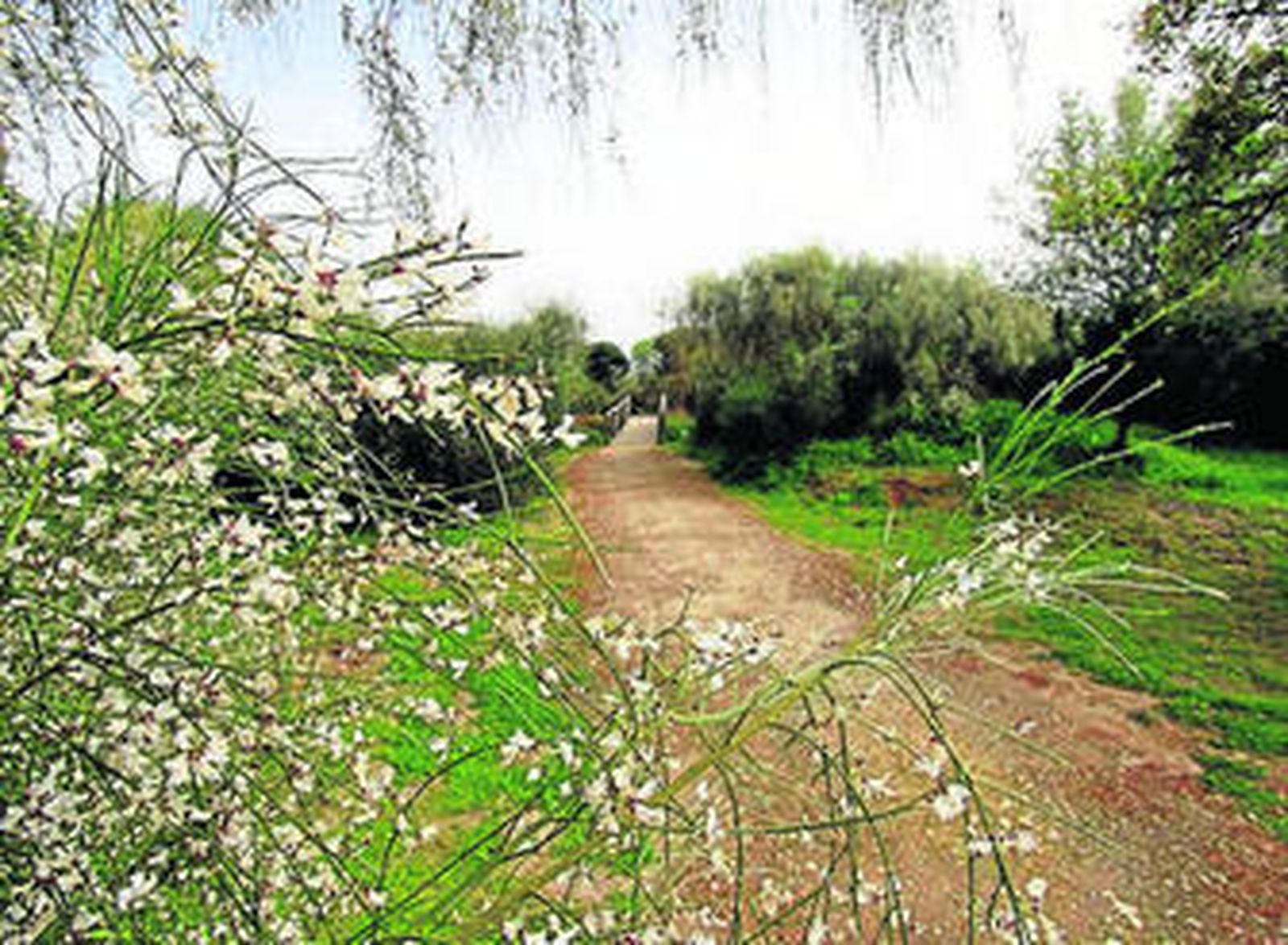 Cepsa recupera tres especies de flora autóctona en la laguna Primera