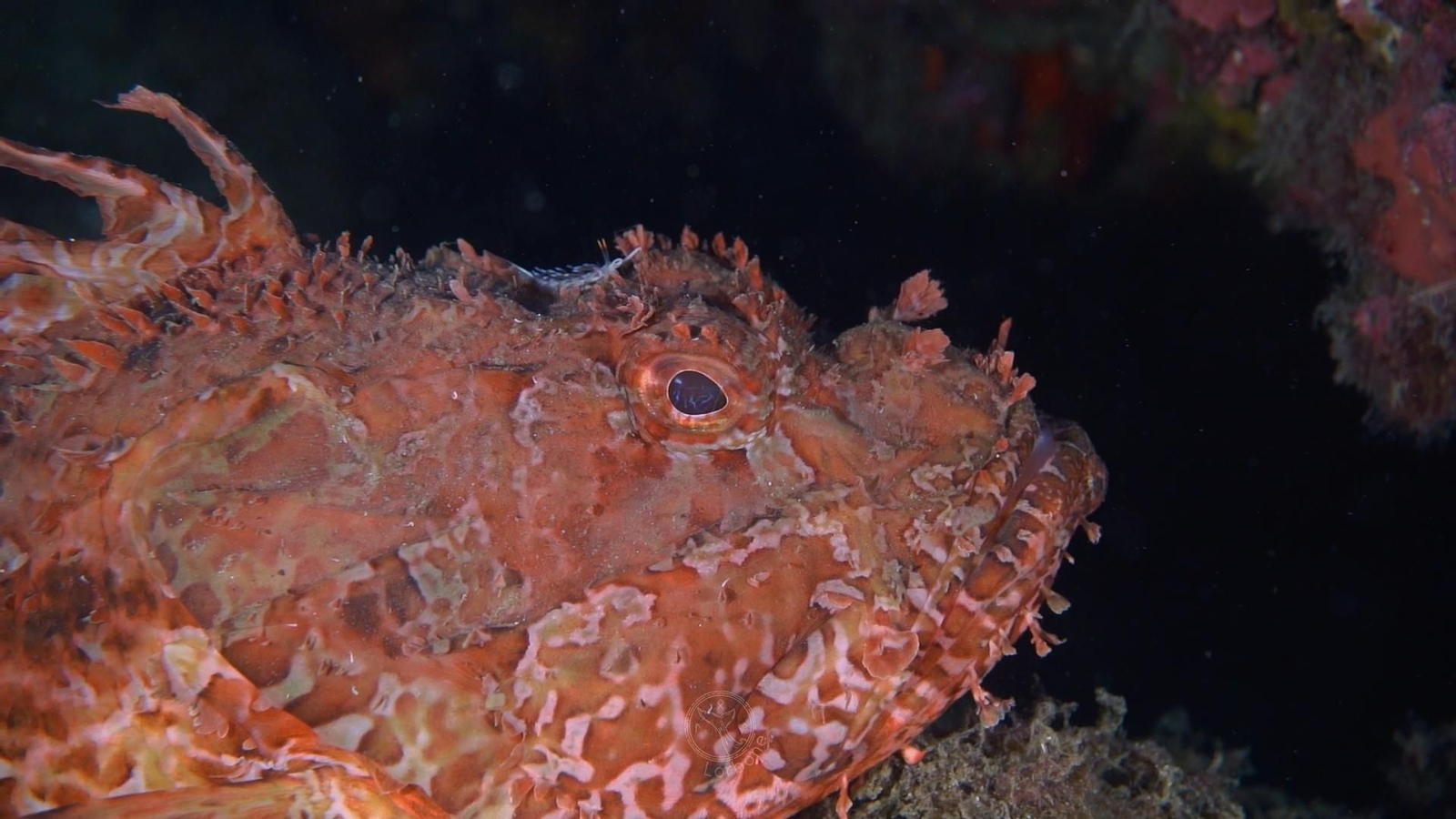 Fotos: así es el mundo submarino de Granada captado por los buzos Anne Lizarralde y Manolo García