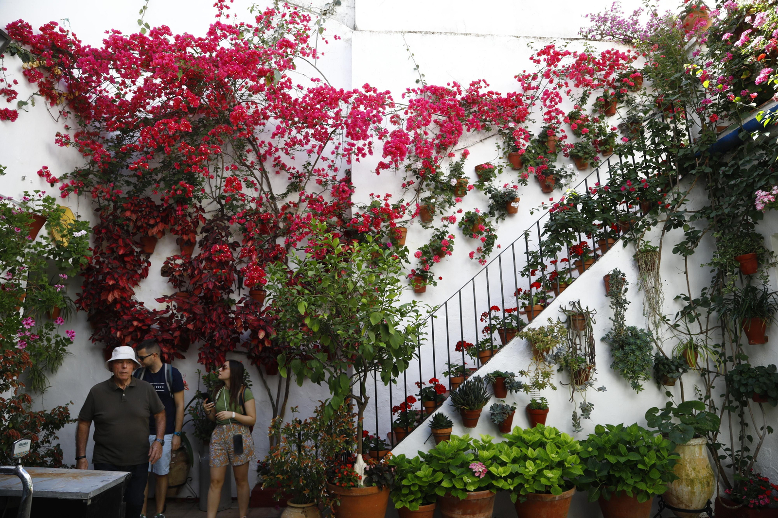 Los Patios de Córdoba se preparan para el fin de semana, en imágenes