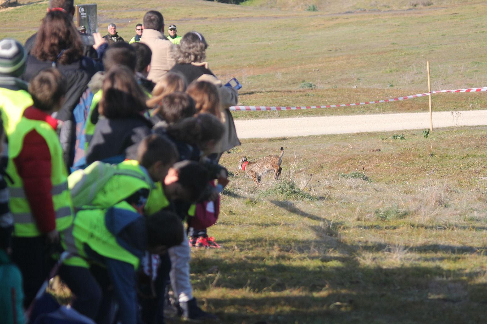 Un momento de la suelta de Niebla, hembra de lince ibérico, en la finca La Ventilla, en la zona del Guadalmellato.