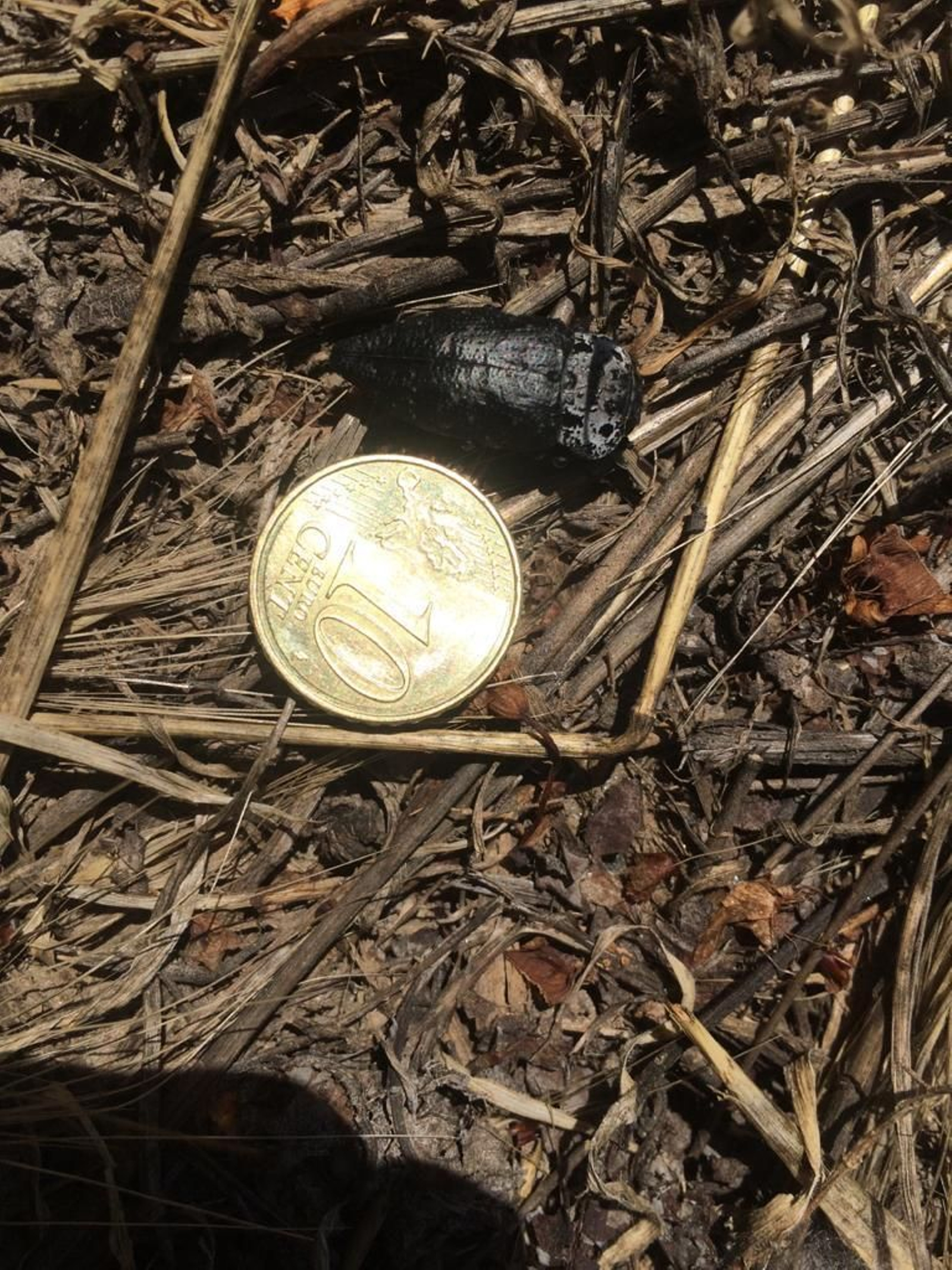 El gusano cabezudo ataca al cerezo, no a la calidad del fruto de Abrucena