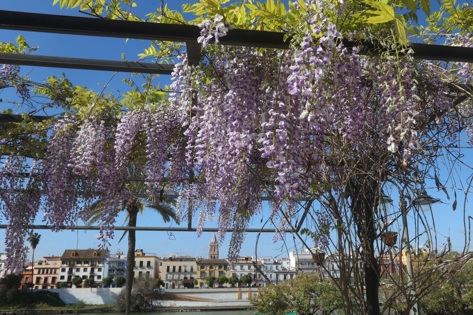 Comienzo de la primavera en Sevilla