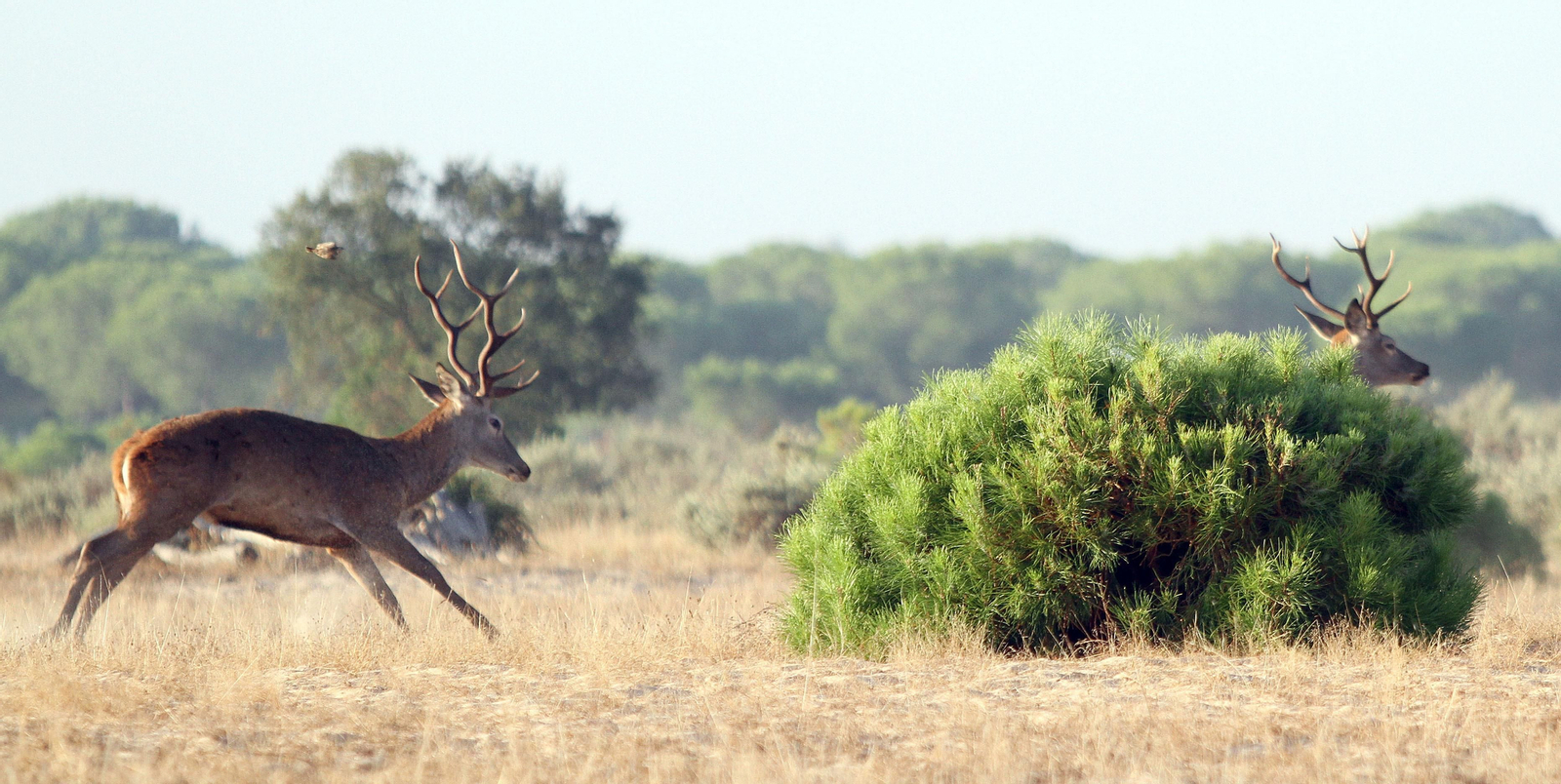 La mayor reserva natural de Europa
