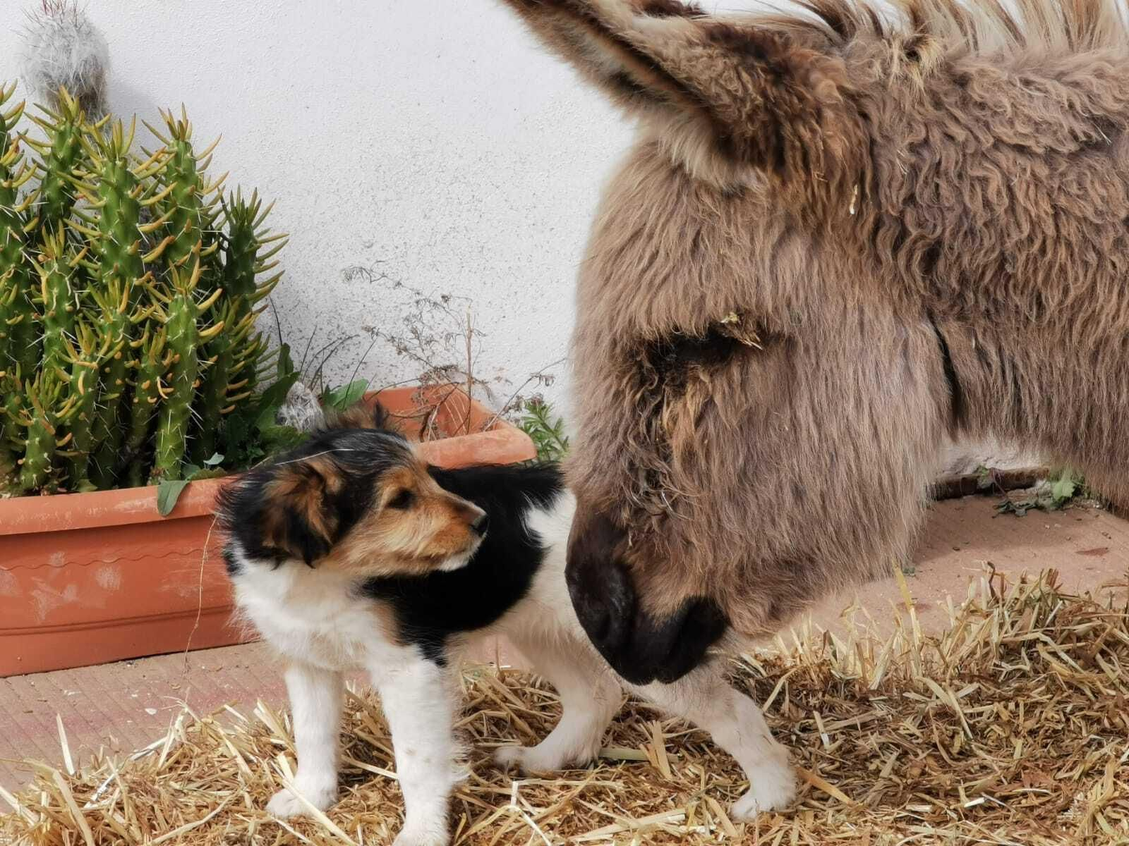Pon un burrito en tu vida: un planazo en Huelva para disfrutar en familia