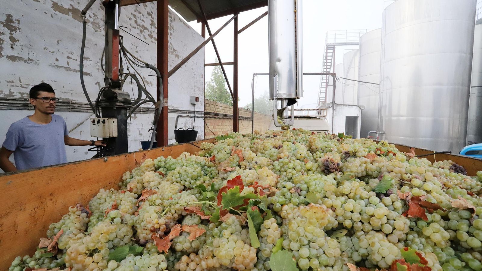 Uva al llegar al lagar.