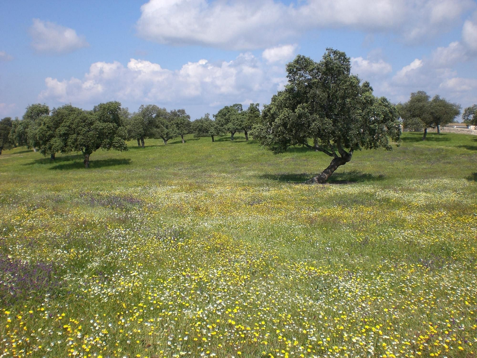 Villanueva de Córdoba, el corazón de Los Pedroches