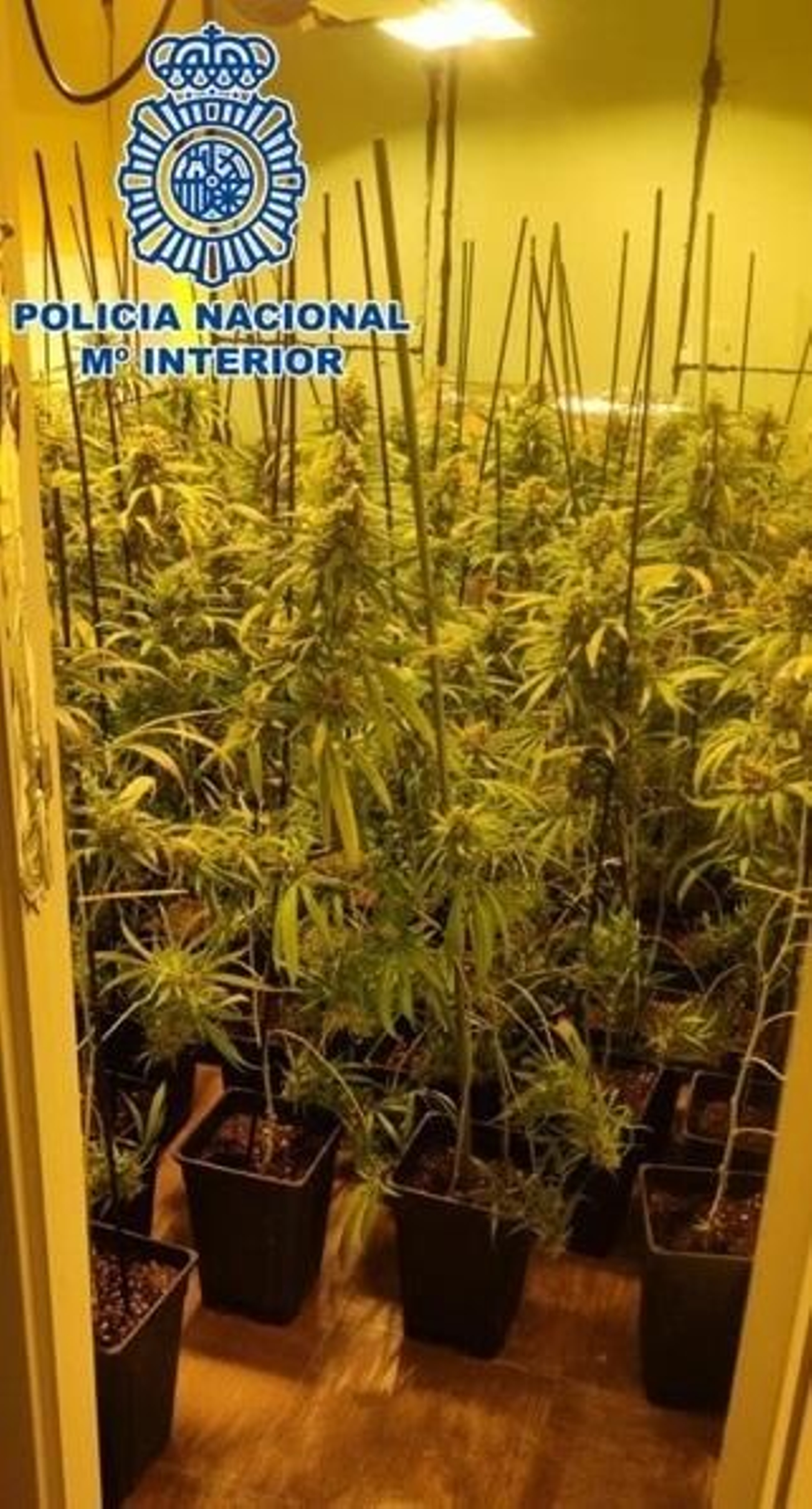 Interior de una habitación utilizada para el cultivo de marihuana.