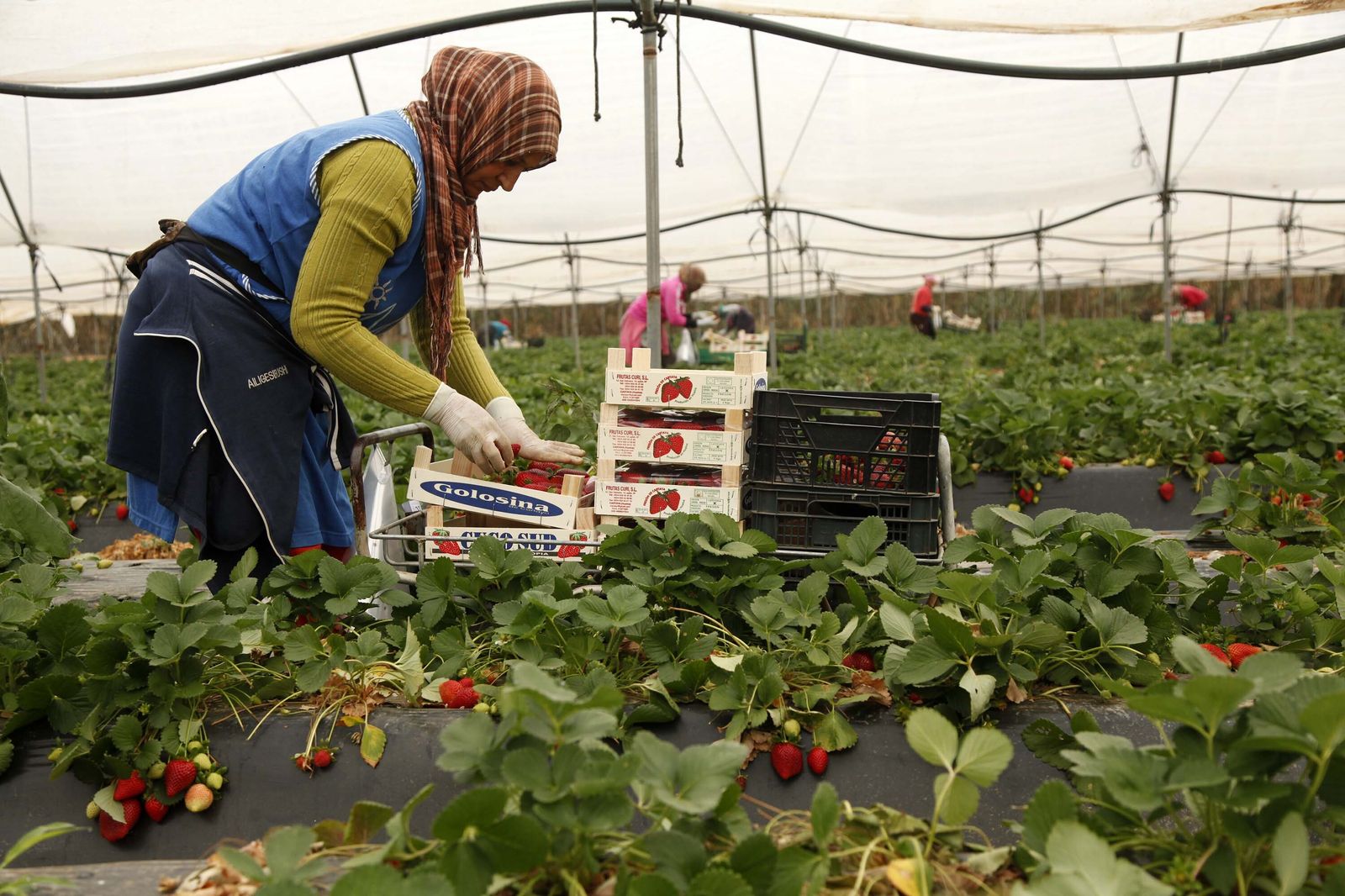 Temporeras en la campaña agrícola.