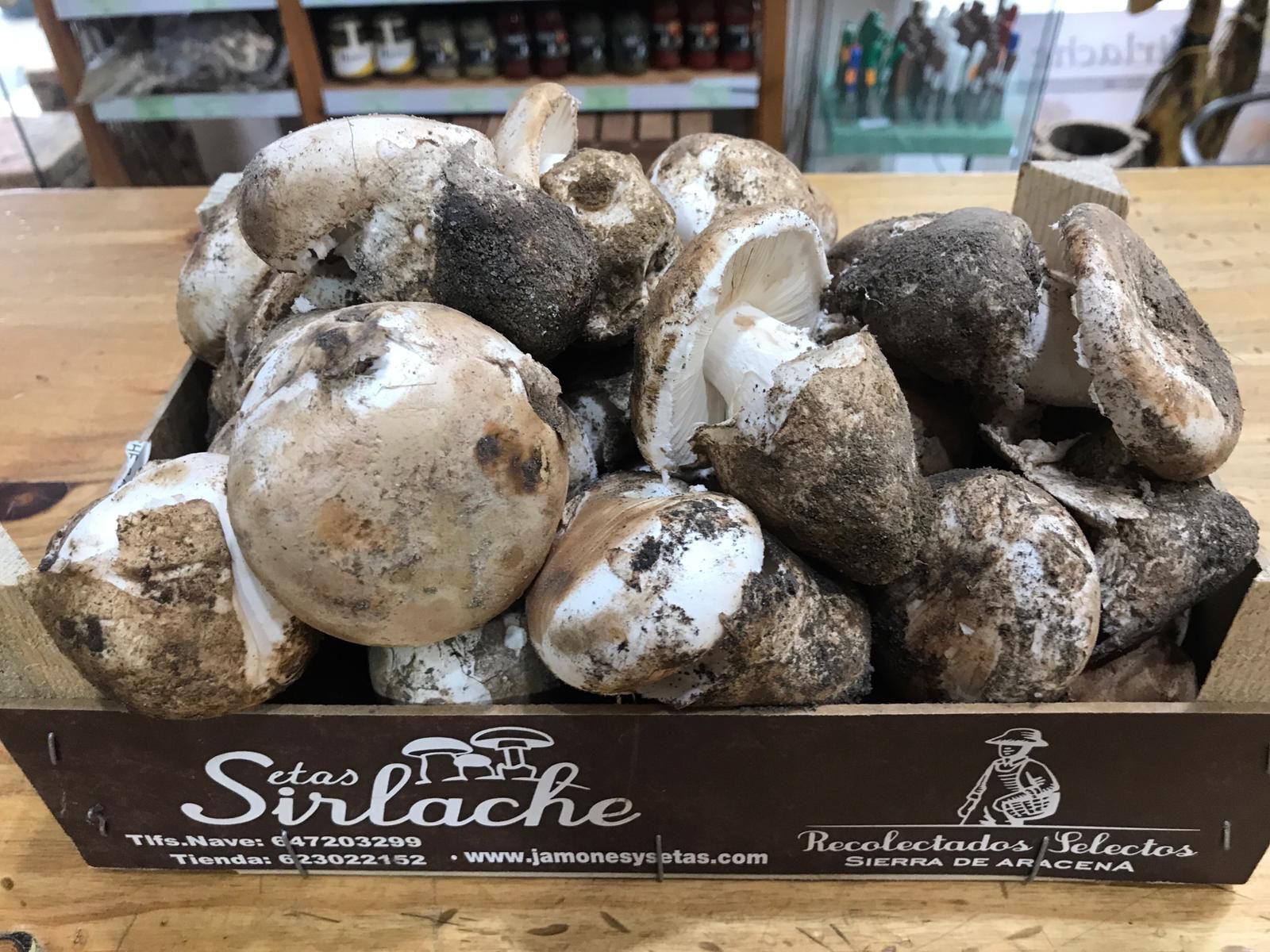 Si te gustan los gurumelos, este es tu evento gastronómico