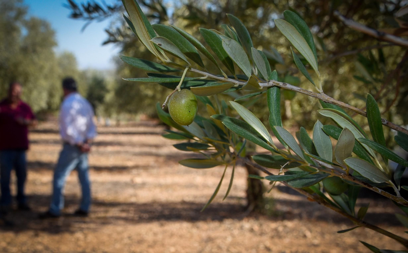 La sequía causa estragos en el olivar andaluz