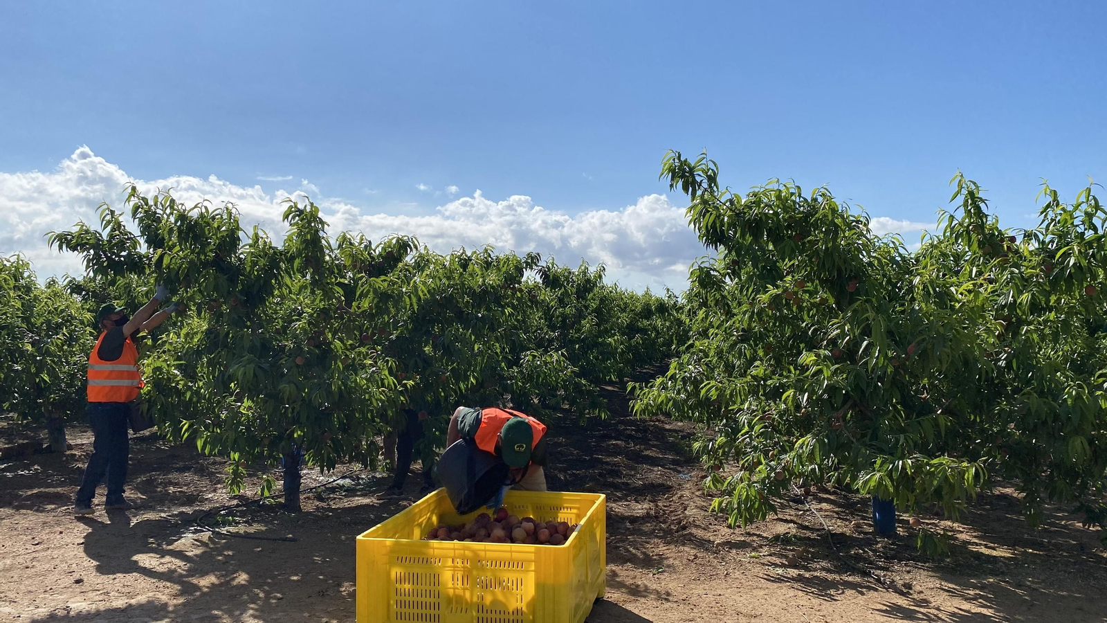 Recolectores, en plena labor a comienzo de la recolección a finales de abril.
