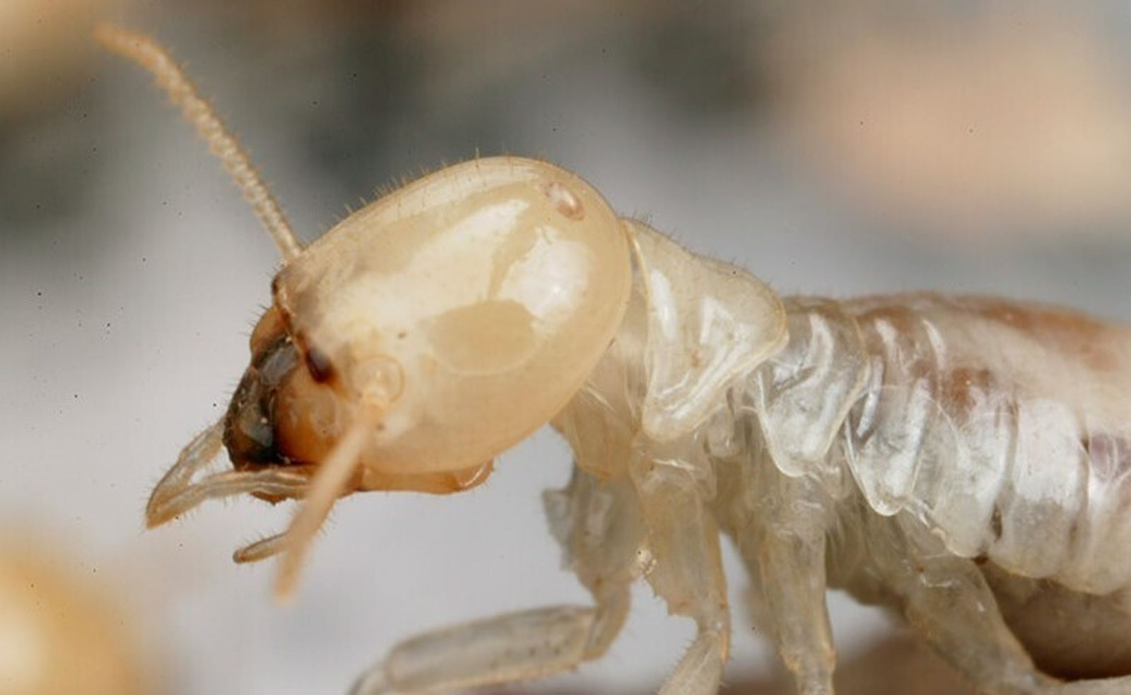 Estas son las 3 nuevas especies invasoras de España