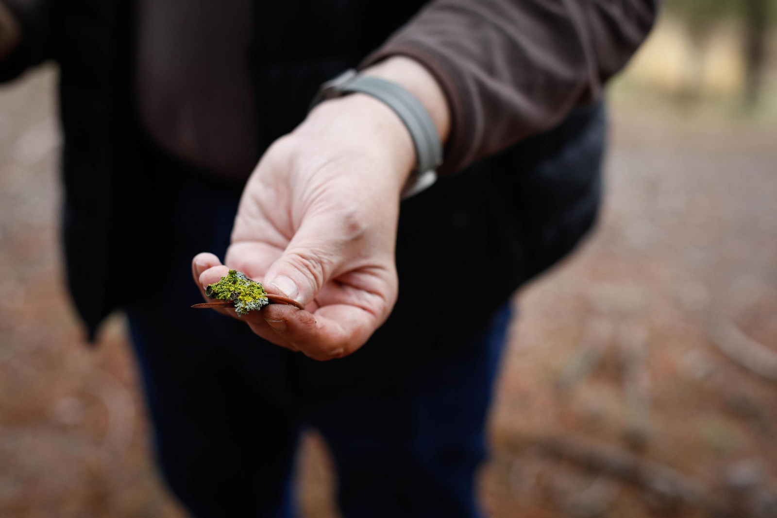 La ruta recolectora de setas en Abla por las XIX Jornadas Micológicas, en imágenes