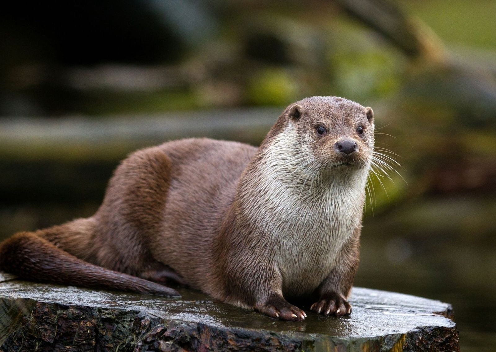 Las nutrias de un acuario de EEUU dan positivo al virus de la covid-19