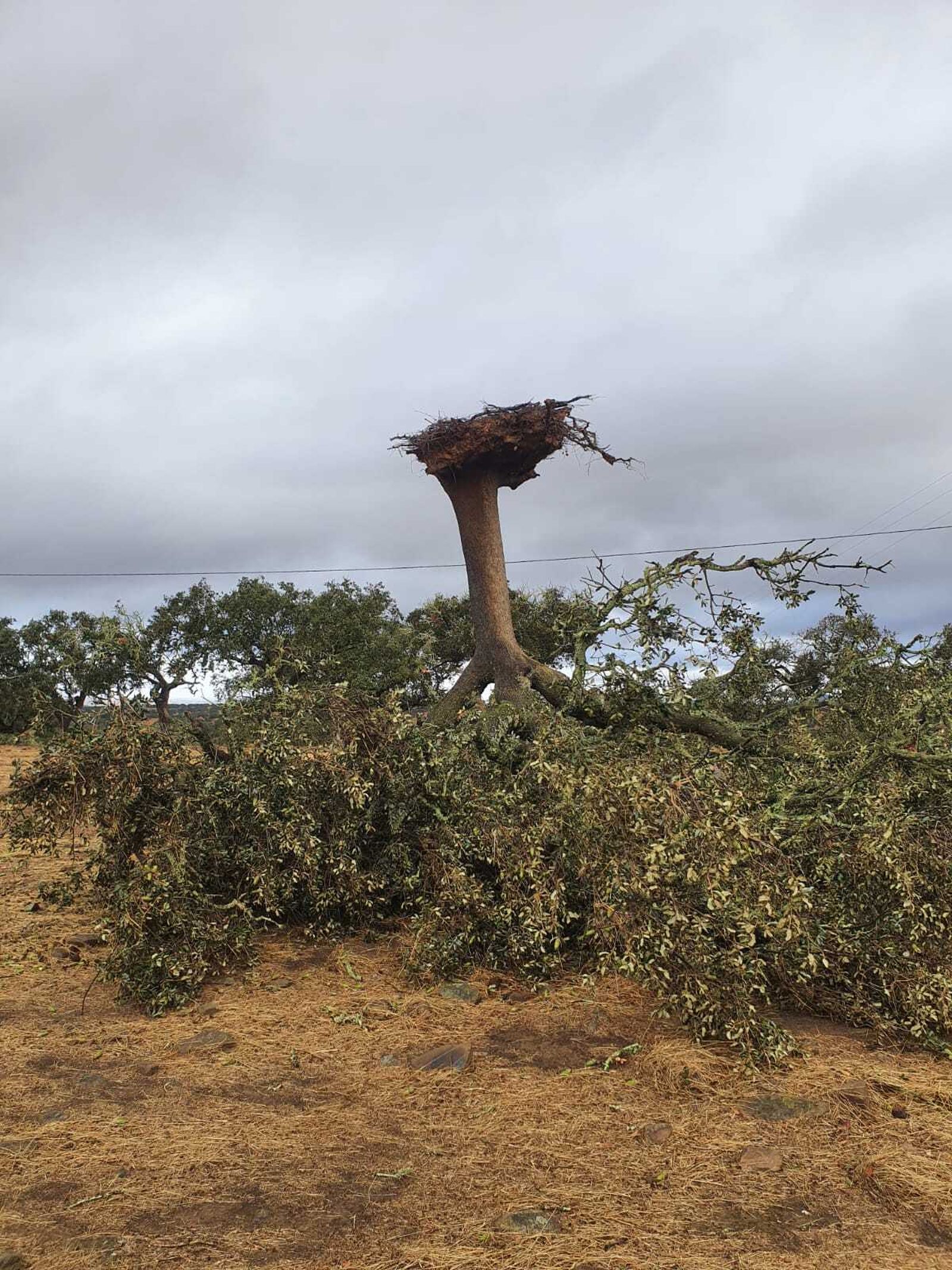 Imágenes de los destrozos provocados por un tornado en Villanueva de los Castillejos