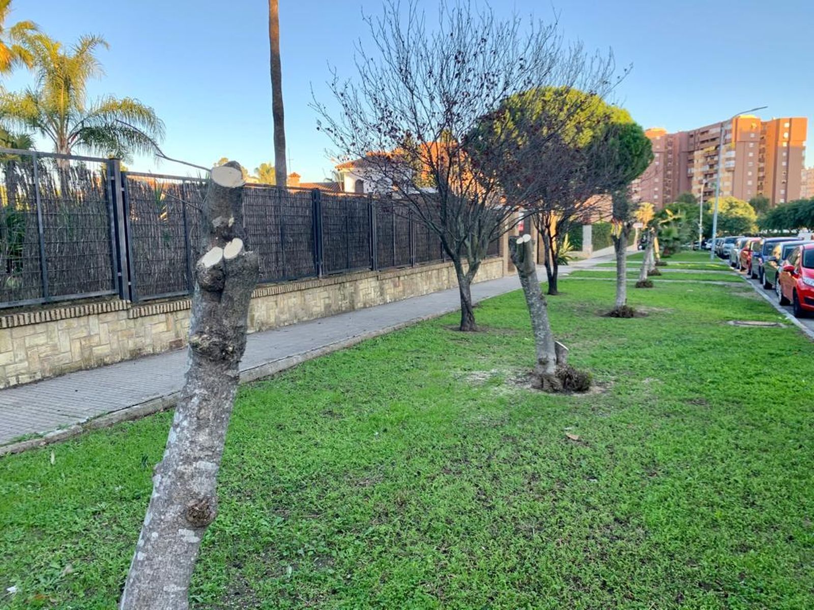 Una vista de la avenida del Tamarix tras las talas parciales llevadas a cabo.