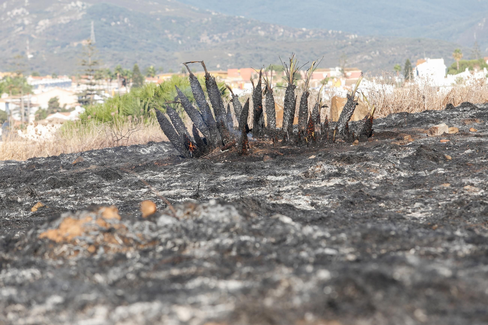 Daños en el Parque Centenario de Algeciras tras el incendio nocturno, en imágenes