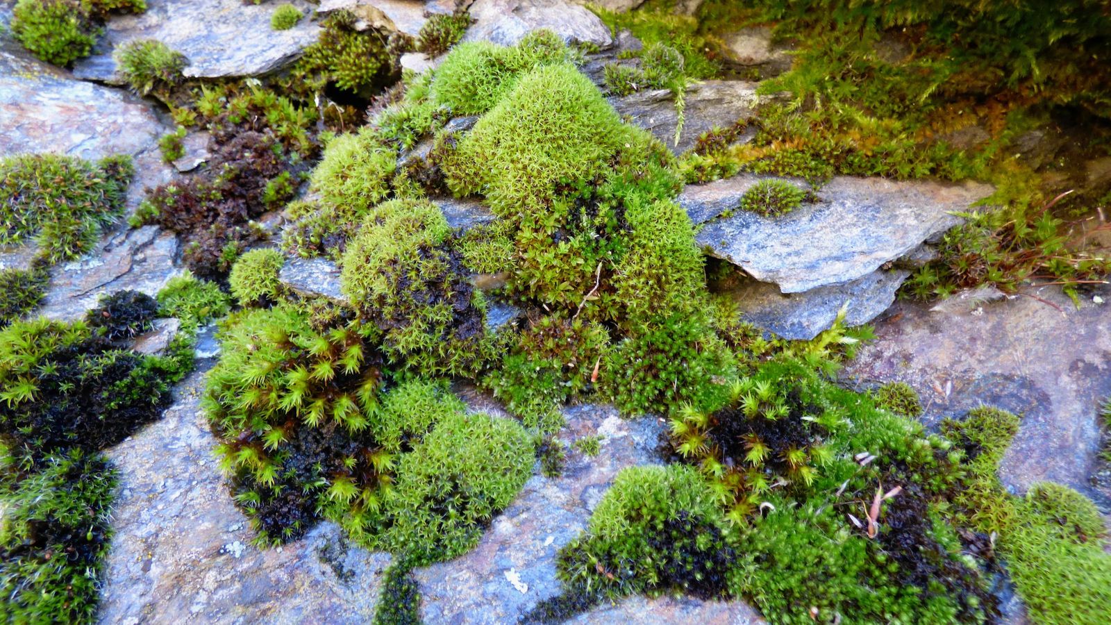 Diversidad de musgos en el Barranco del San Juan.
