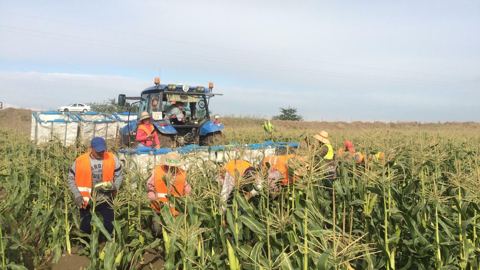 Recolección de maíz dulce en Dehesa de Pinto, finca propiedad del empresario jerezano Alfredo García en Coria del Río.