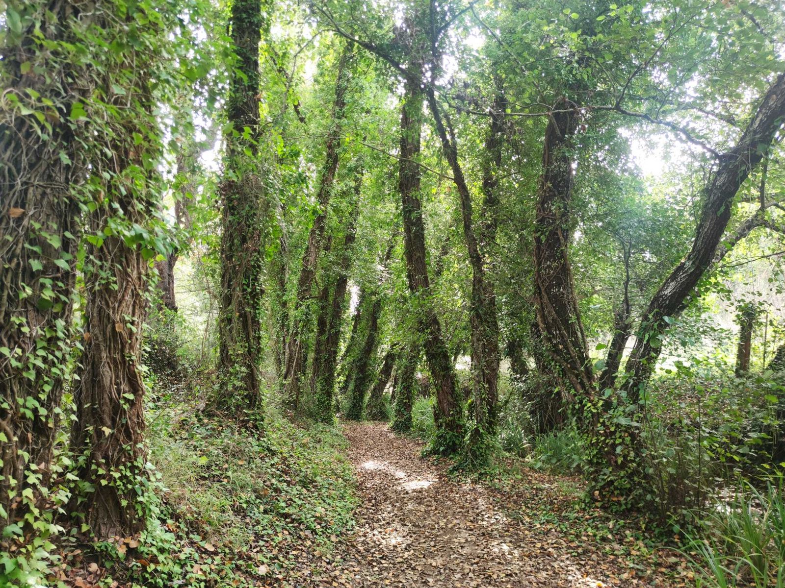 Una ruta familiar que enamora: el Bosque de las Letras en Santa Ana la Real