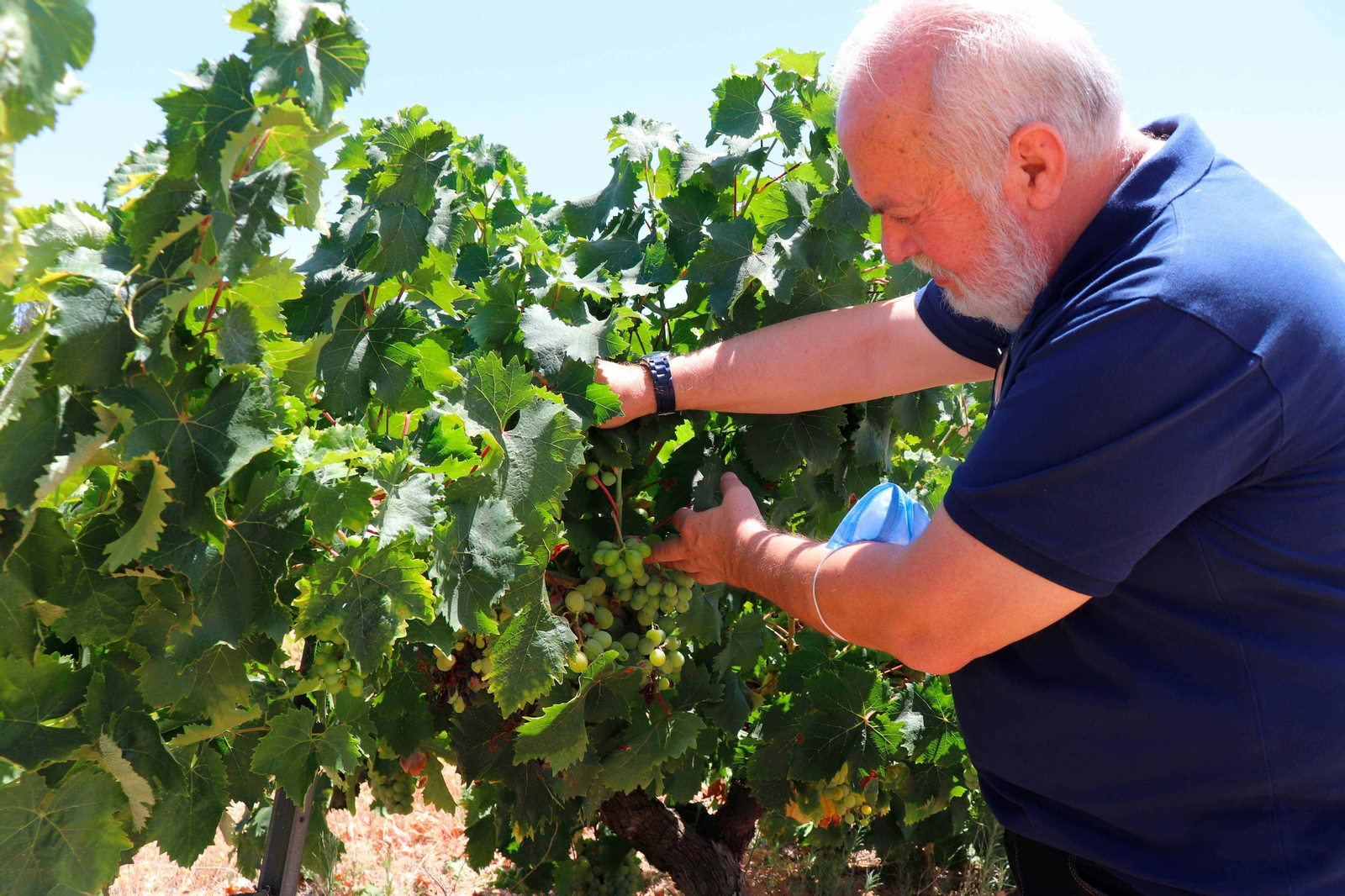 Manuel Infante inspecccionando campos amparados por la D.O.P. de archivo.