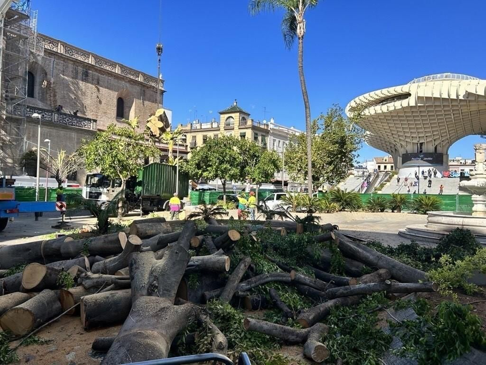 El nuevo ficus de la Encarnación que se plantará en enero será de la misma especie que el anterior.