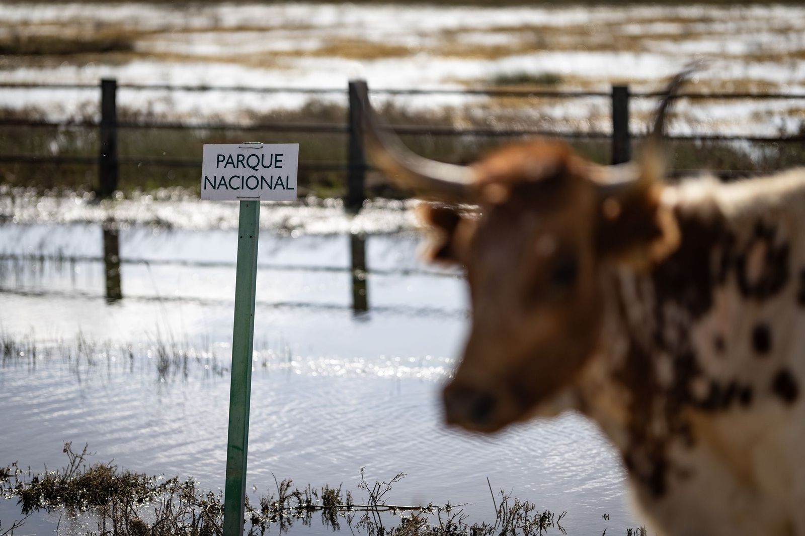 La linde del Parque Nacional de Doñana.