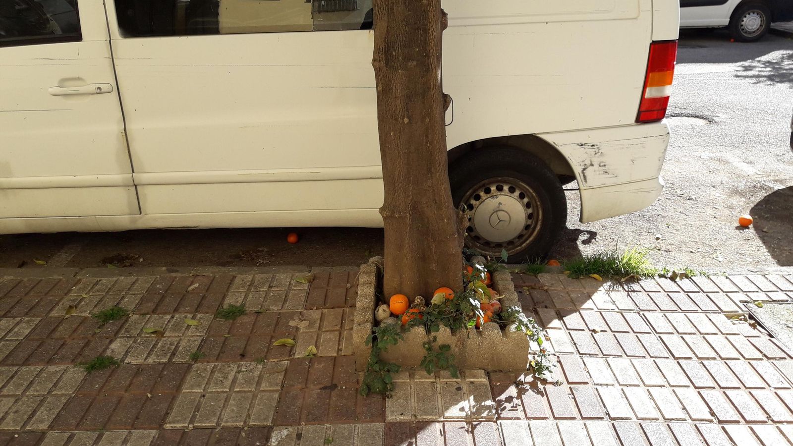 Naranjas en uno de los parterres.