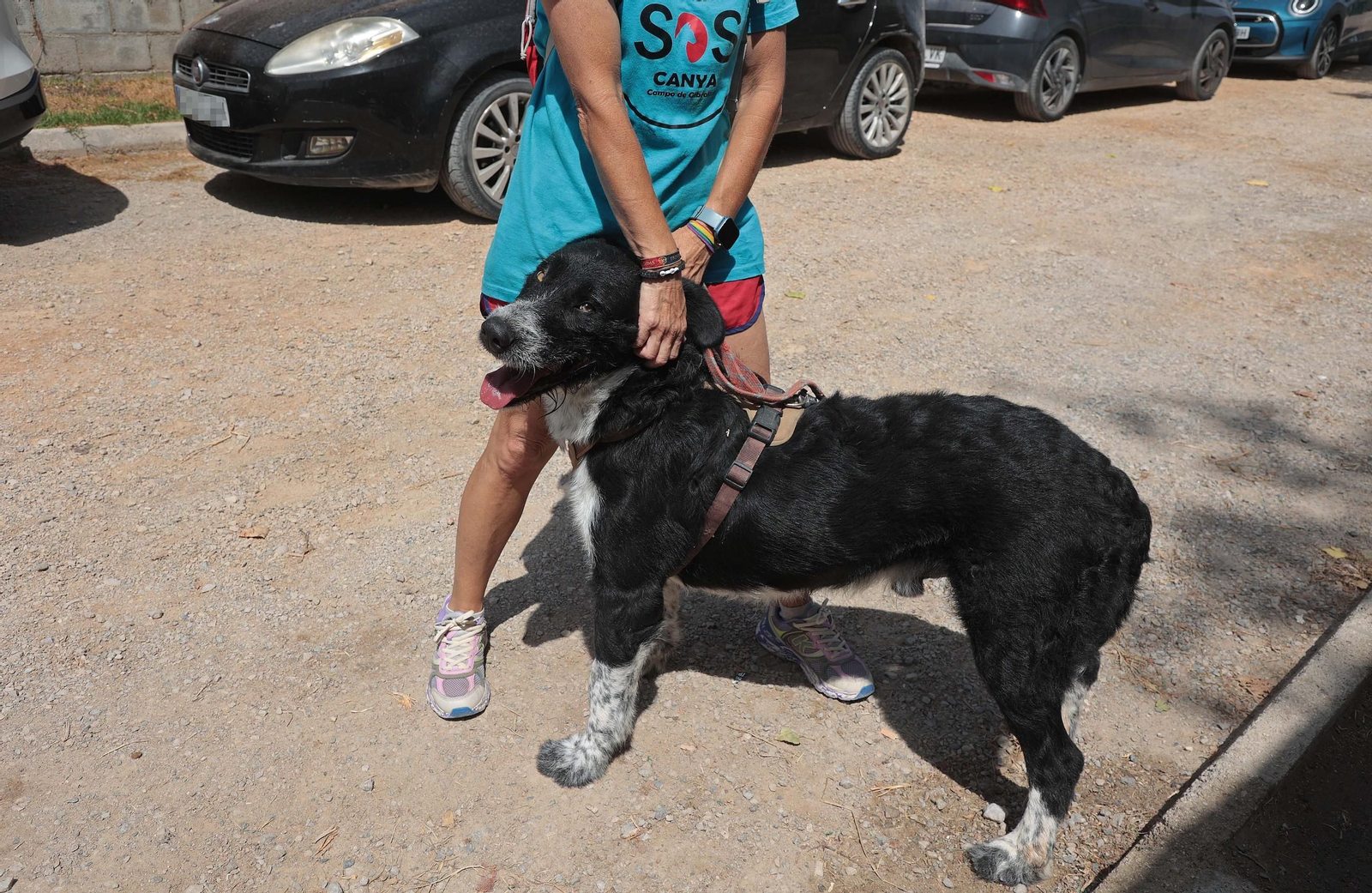 Imágenes de la protectora de animales del Campo de Gibraltar en Los Barrios