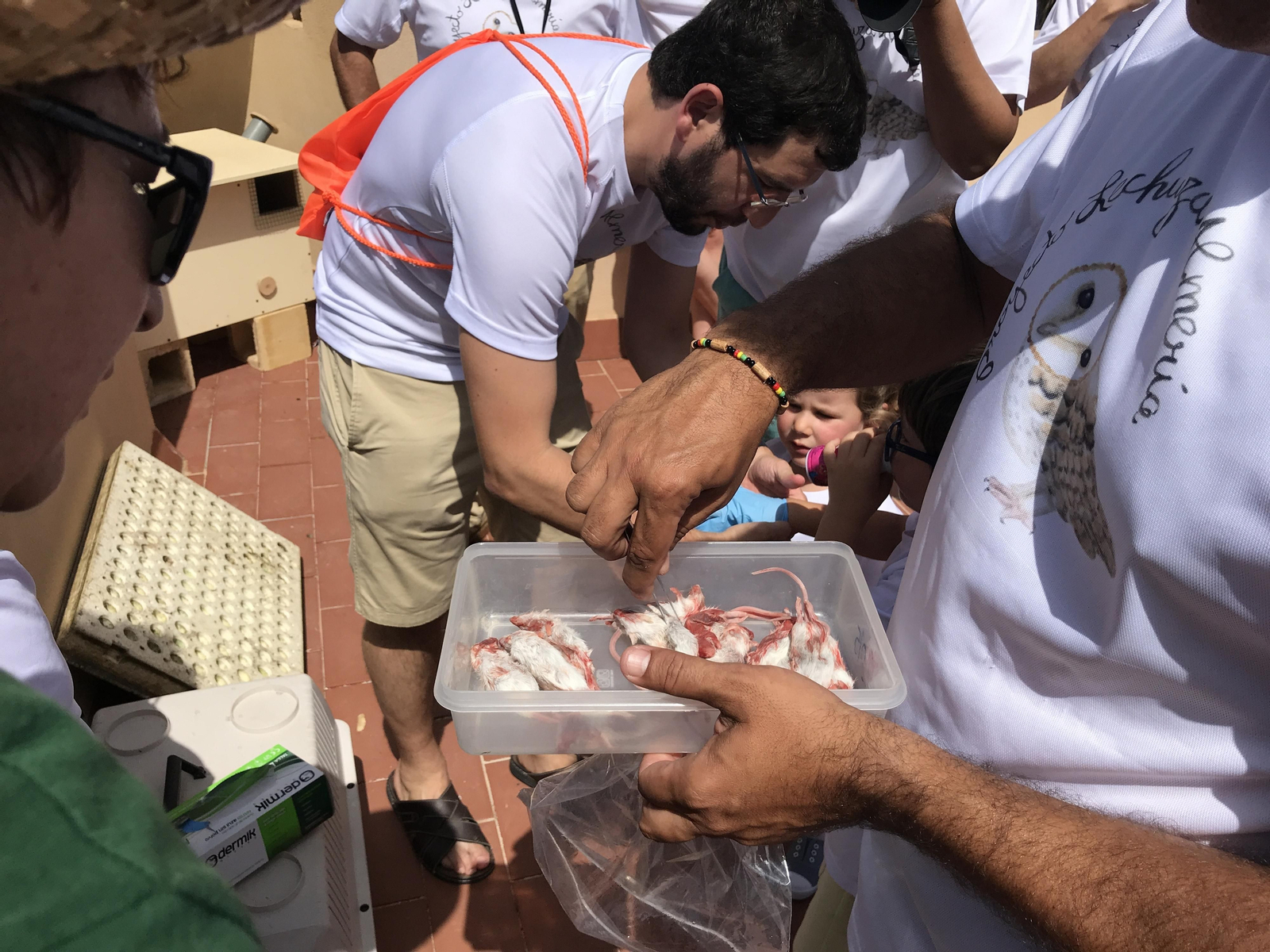 Fotogalería de las nuevas crías de lechuza en Rodalquilar