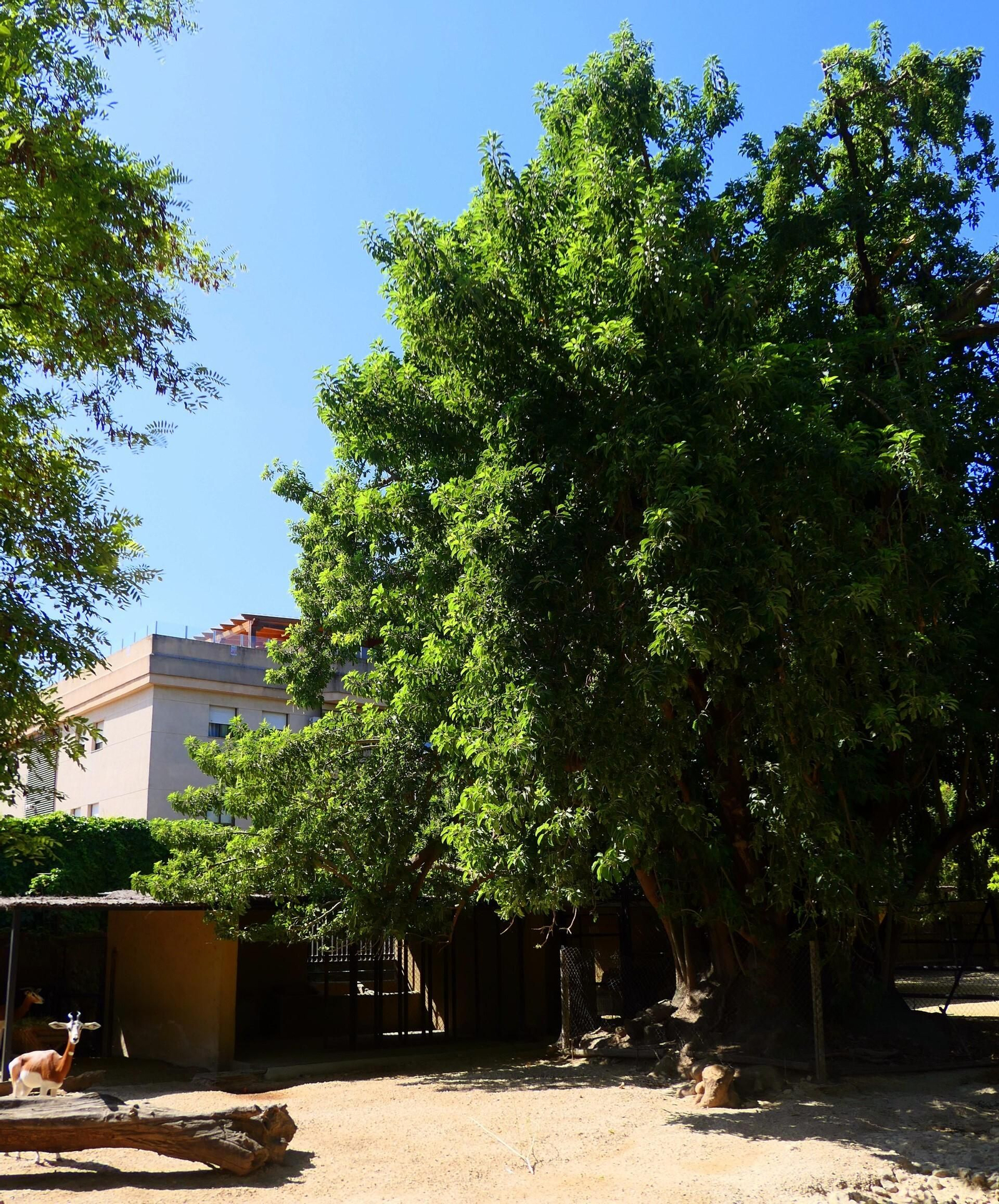Foto del árbol Ombú del Zoobotánico de Jerez.