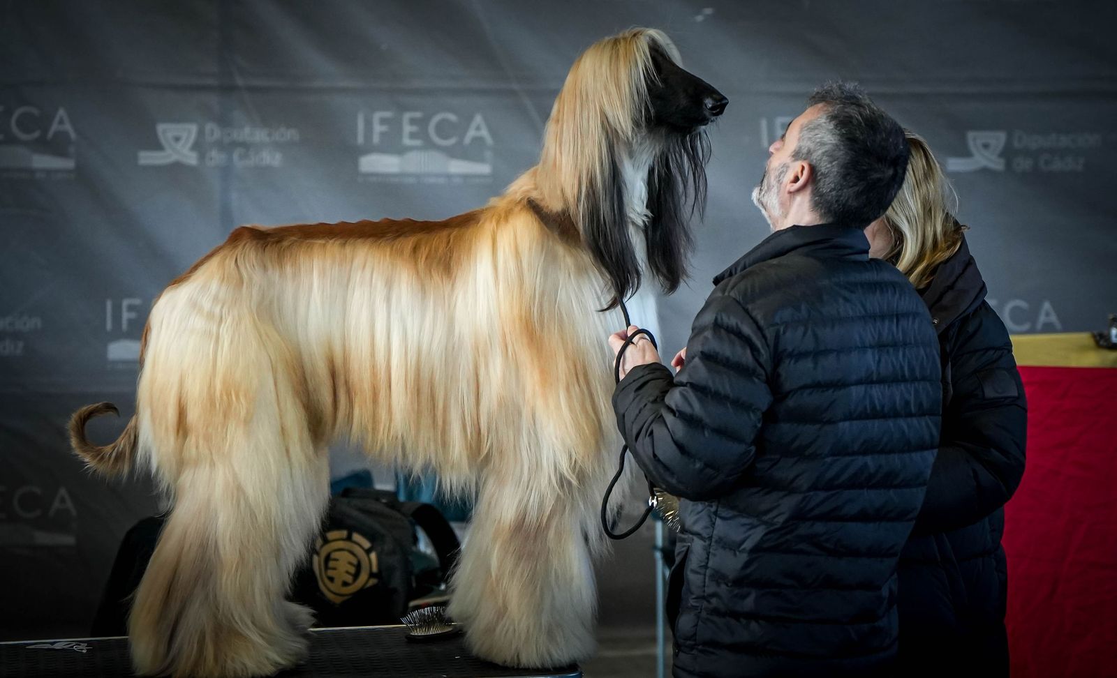 Espectacular exposición canina en Ifeca Jerez, en imágenes