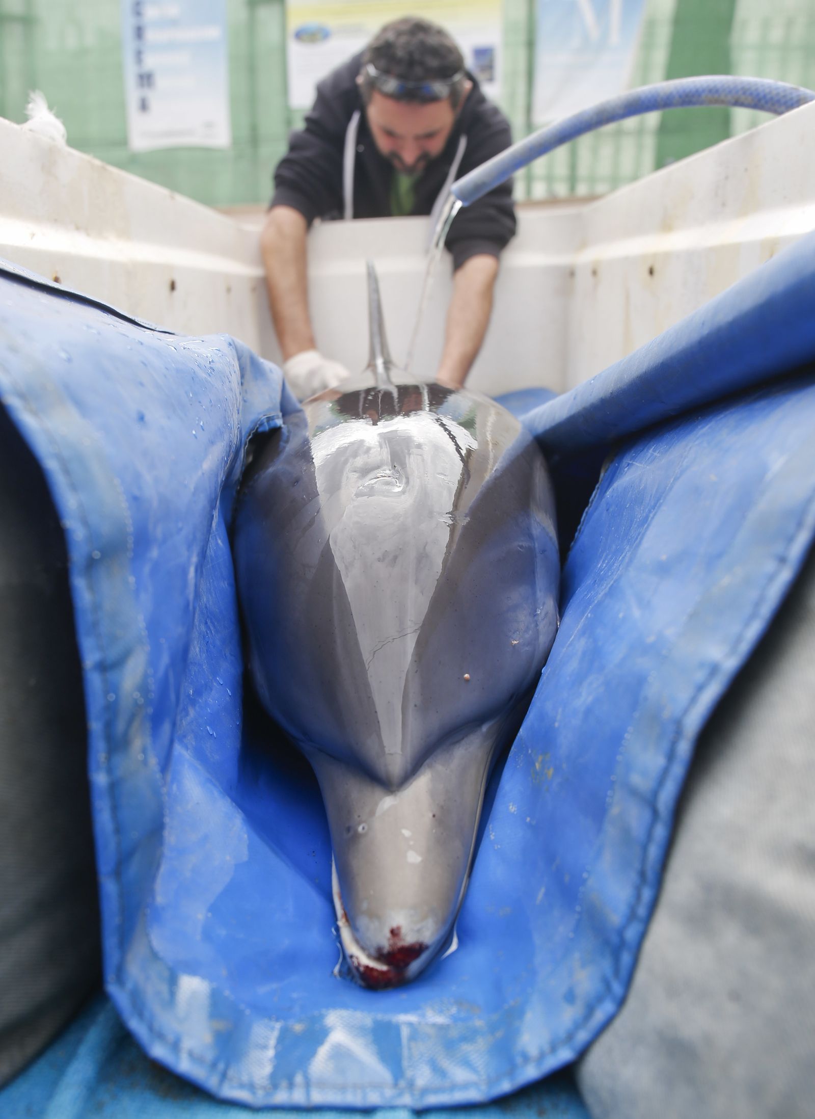 La última esperanza de un joven delfín