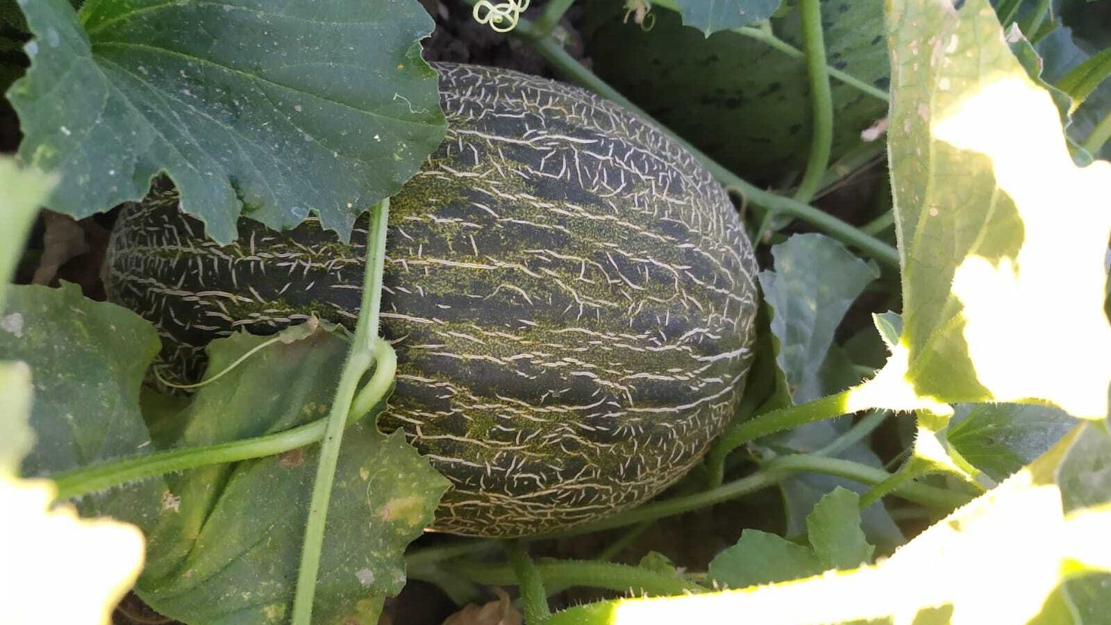 Melón en el campo.