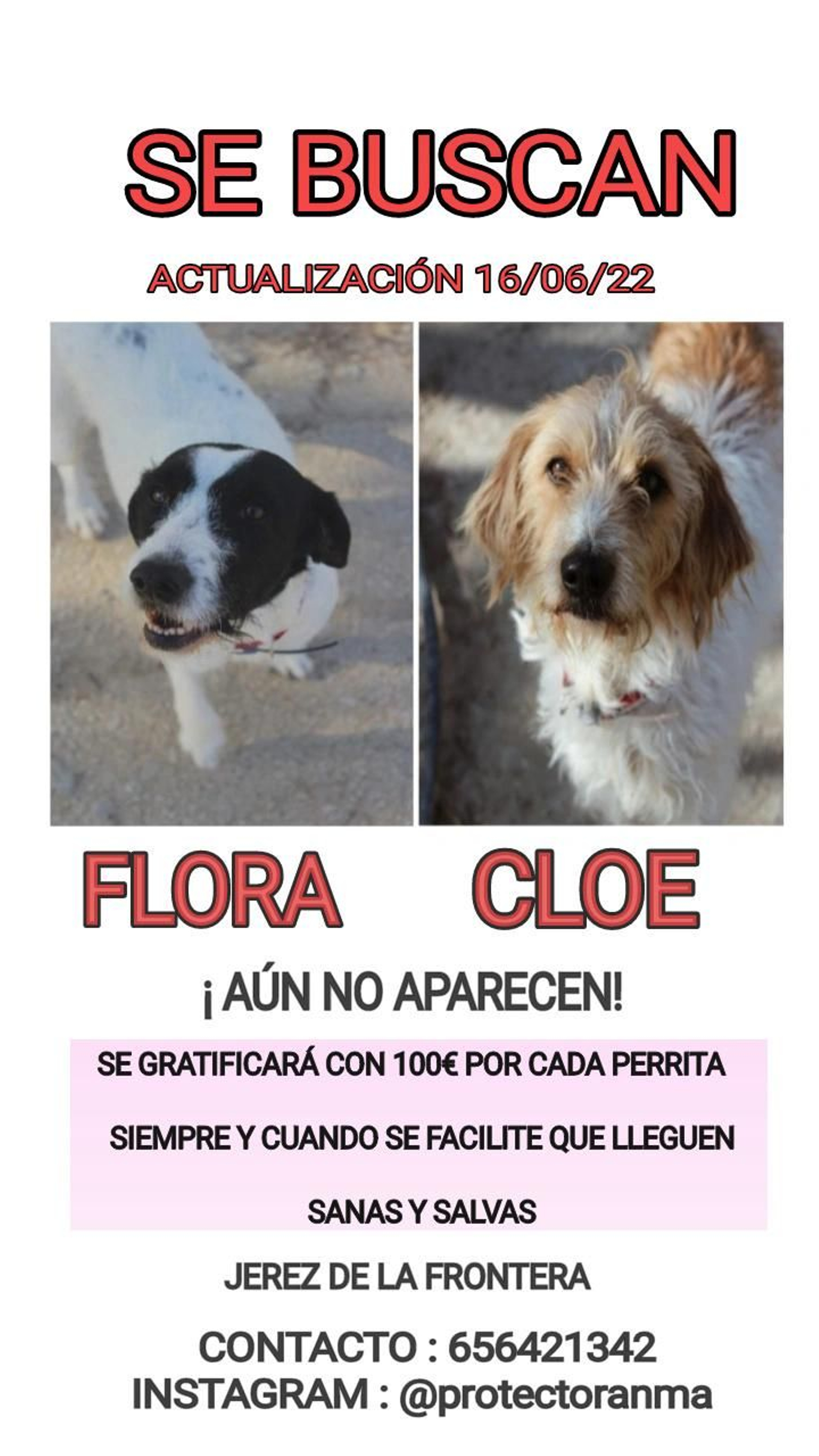 La protectora 'No me abandones' busca a Cloe (d) y Flora (i). La protectora 'No me abandones' busca a Cloe (d) y Flora (i).