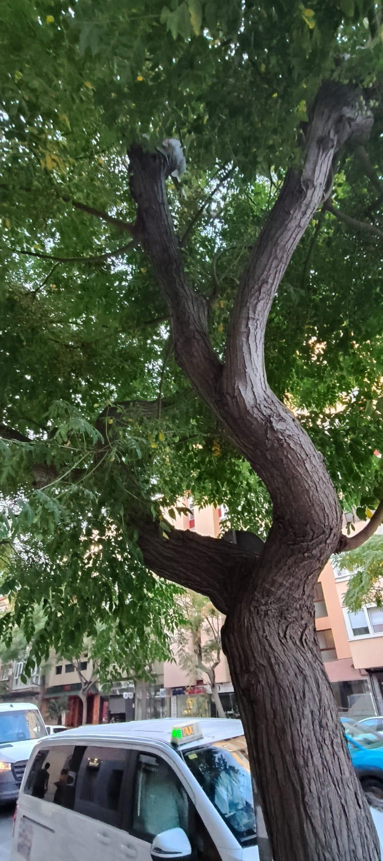 Parte de la frondosa copa de uno de los árboles.