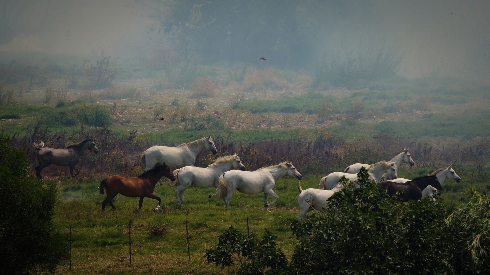 Así fue la salvación de las llamas de una manada de caballos en La Teja