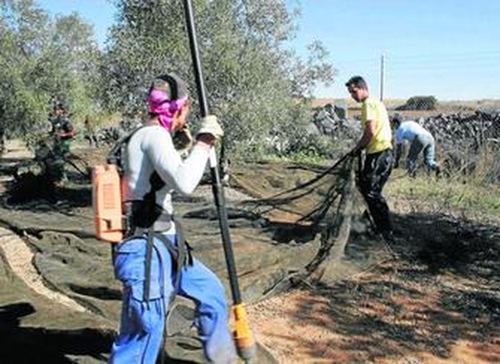 La recogida de la aceituna generará unas 250.000 peonadas en la provincia.