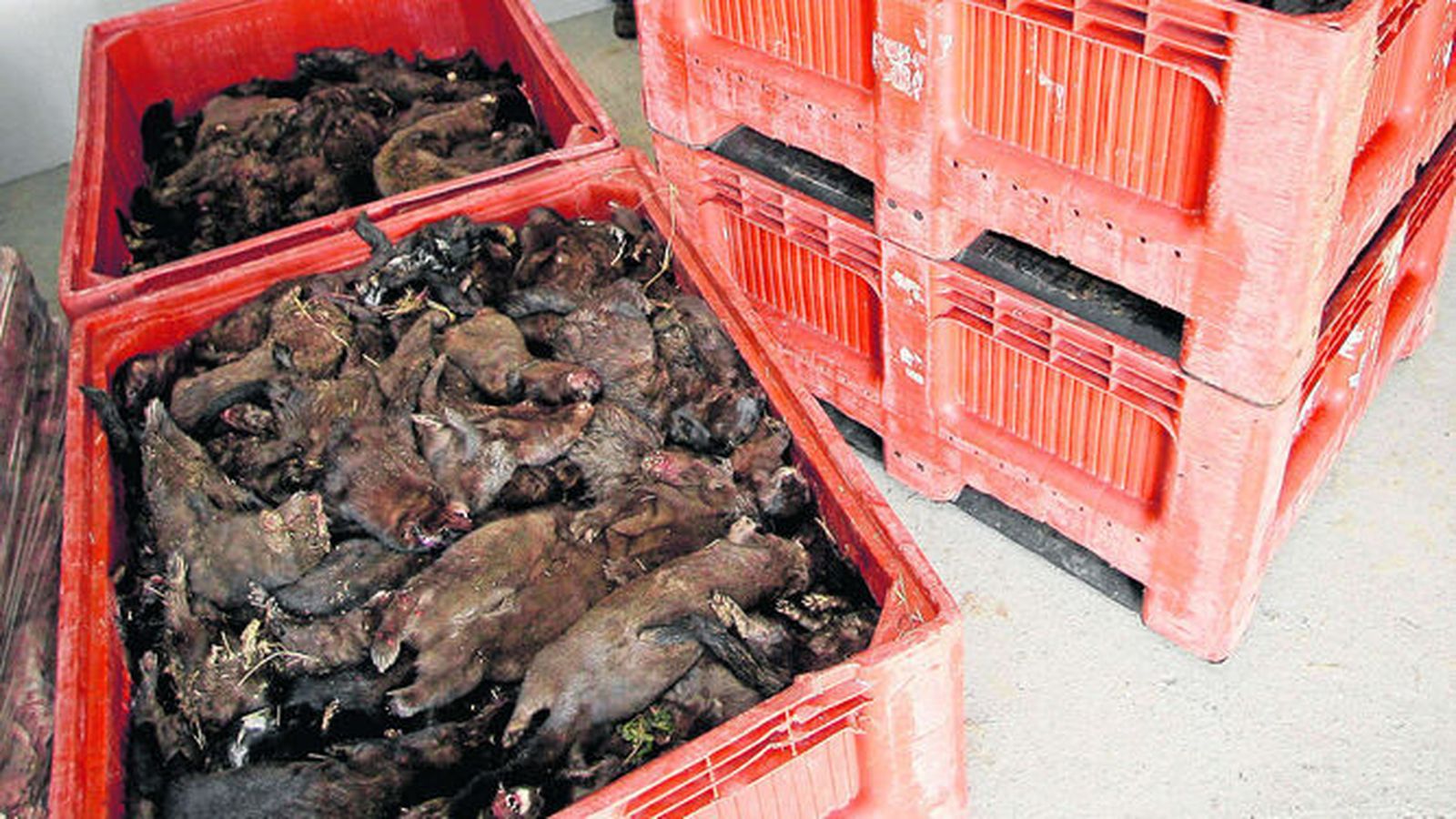 Cajas con visones sacrificados en una granja.