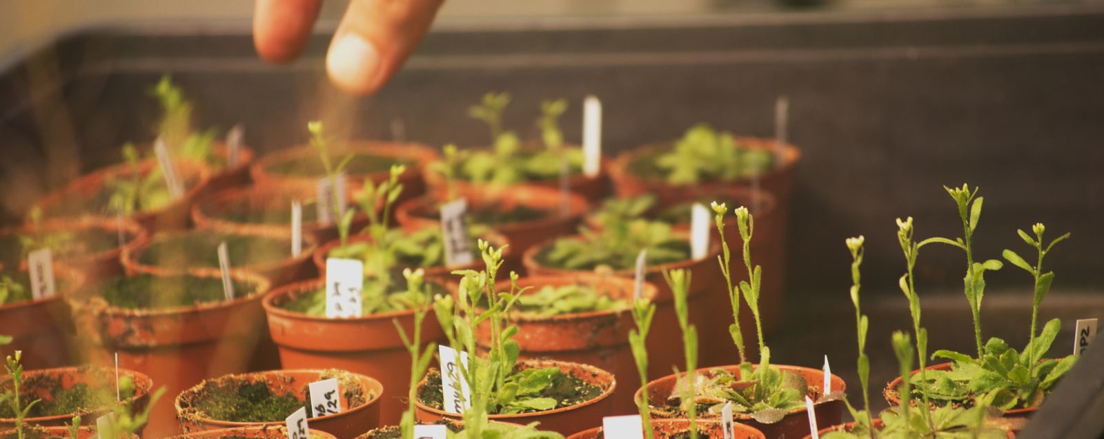 Cultivos en la primera fase de crecimiento.